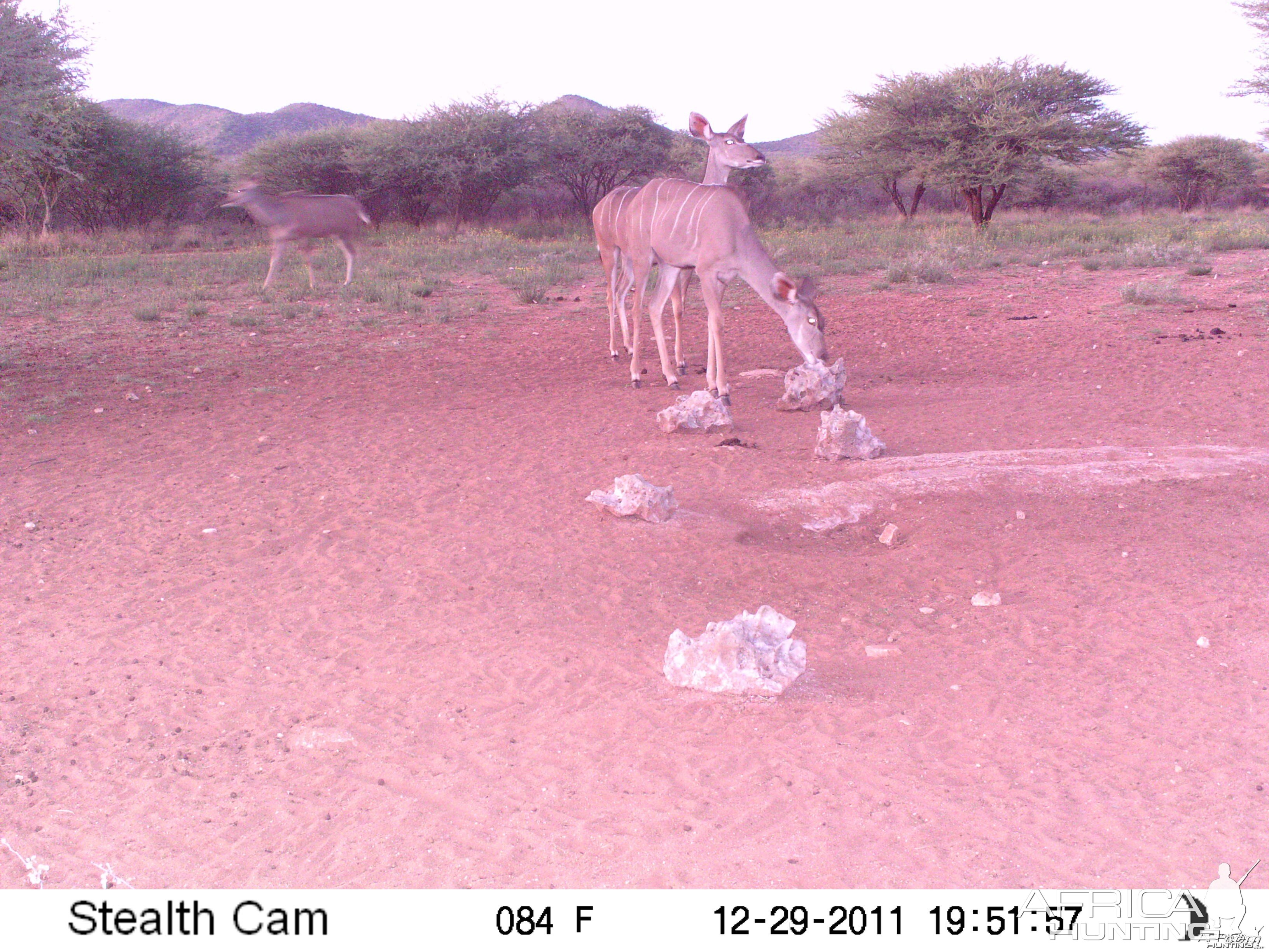 Trail Camera Namibia