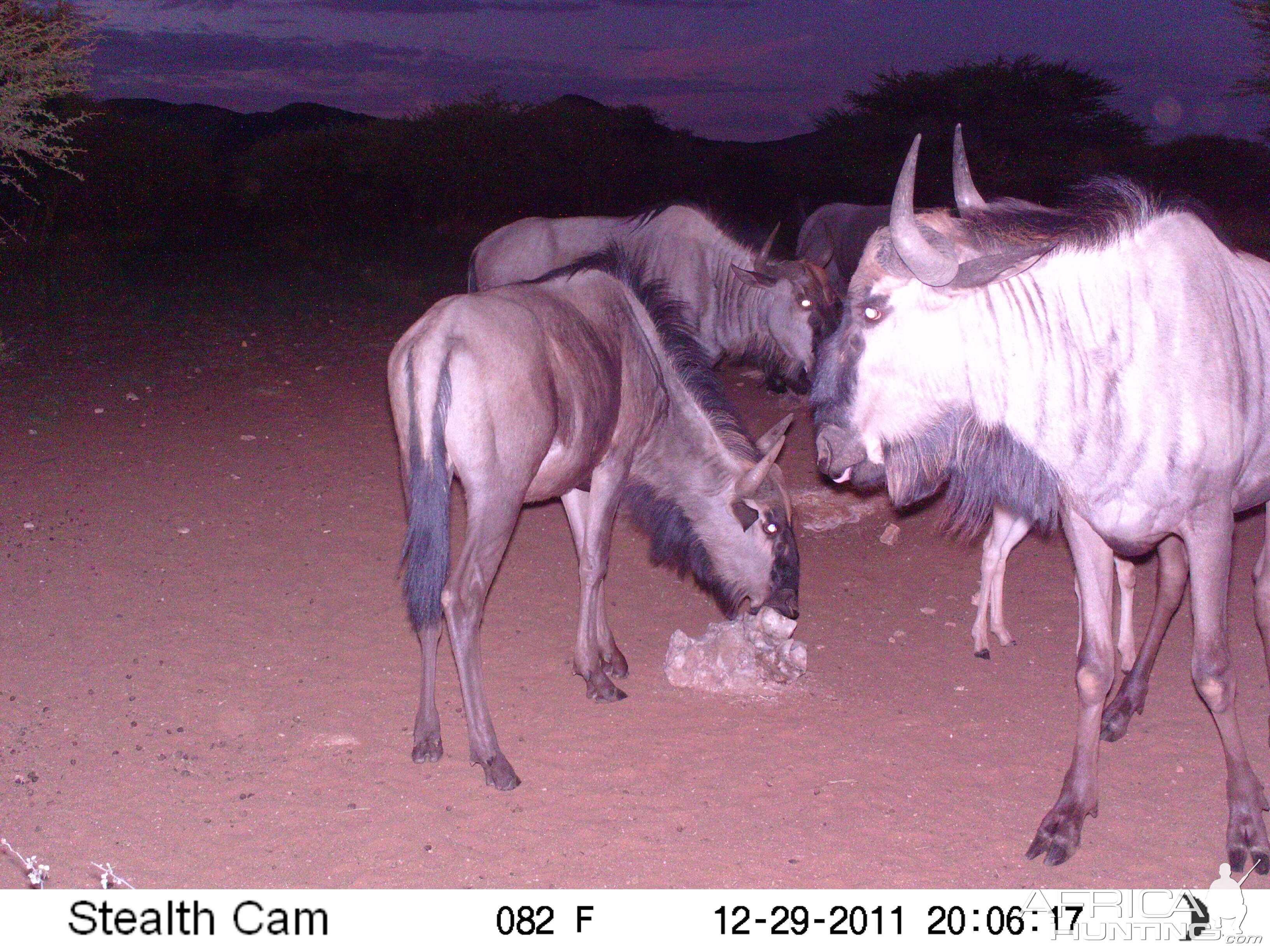 Trail Camera Namibia