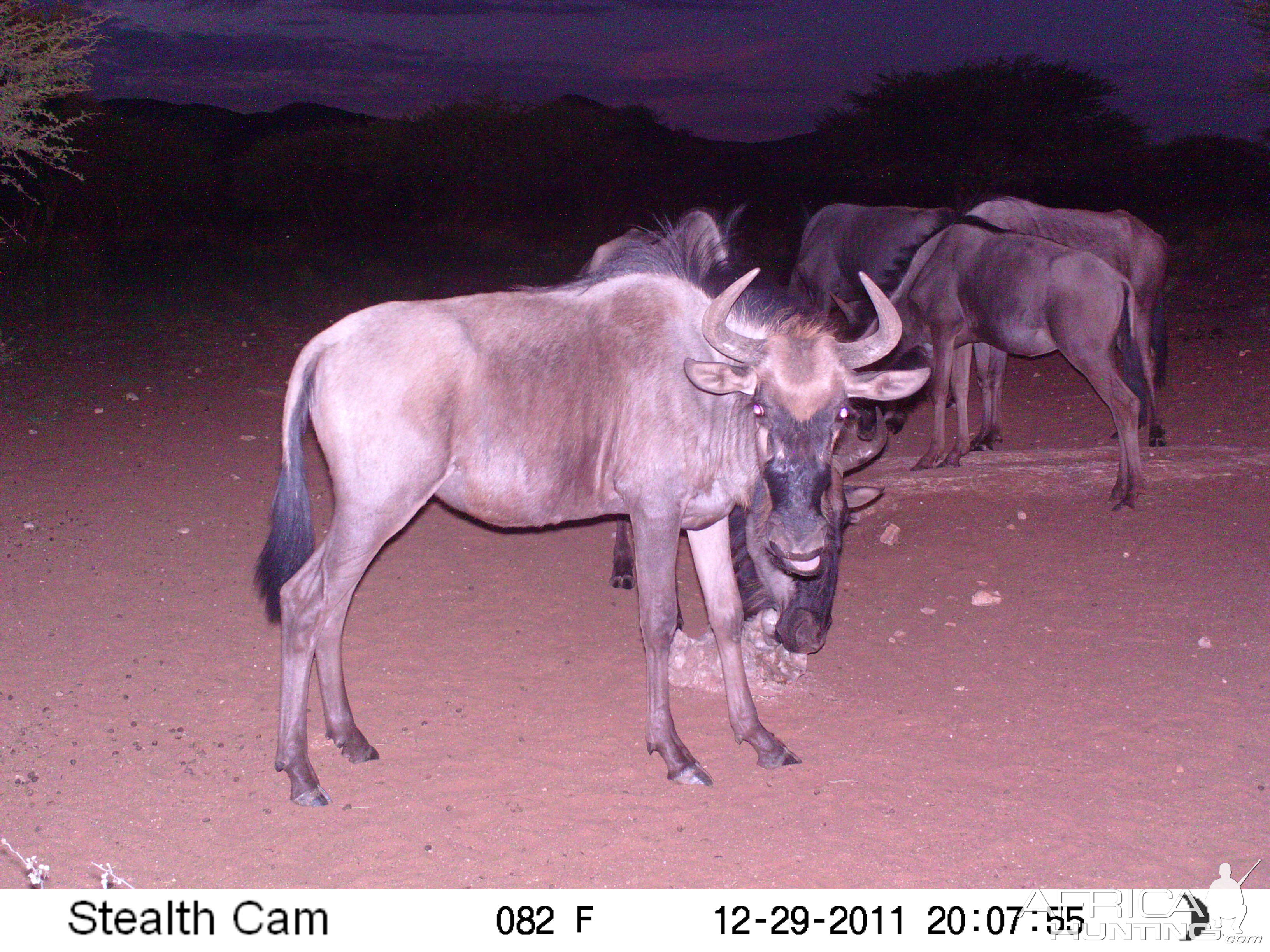 Trail Camera Namibia