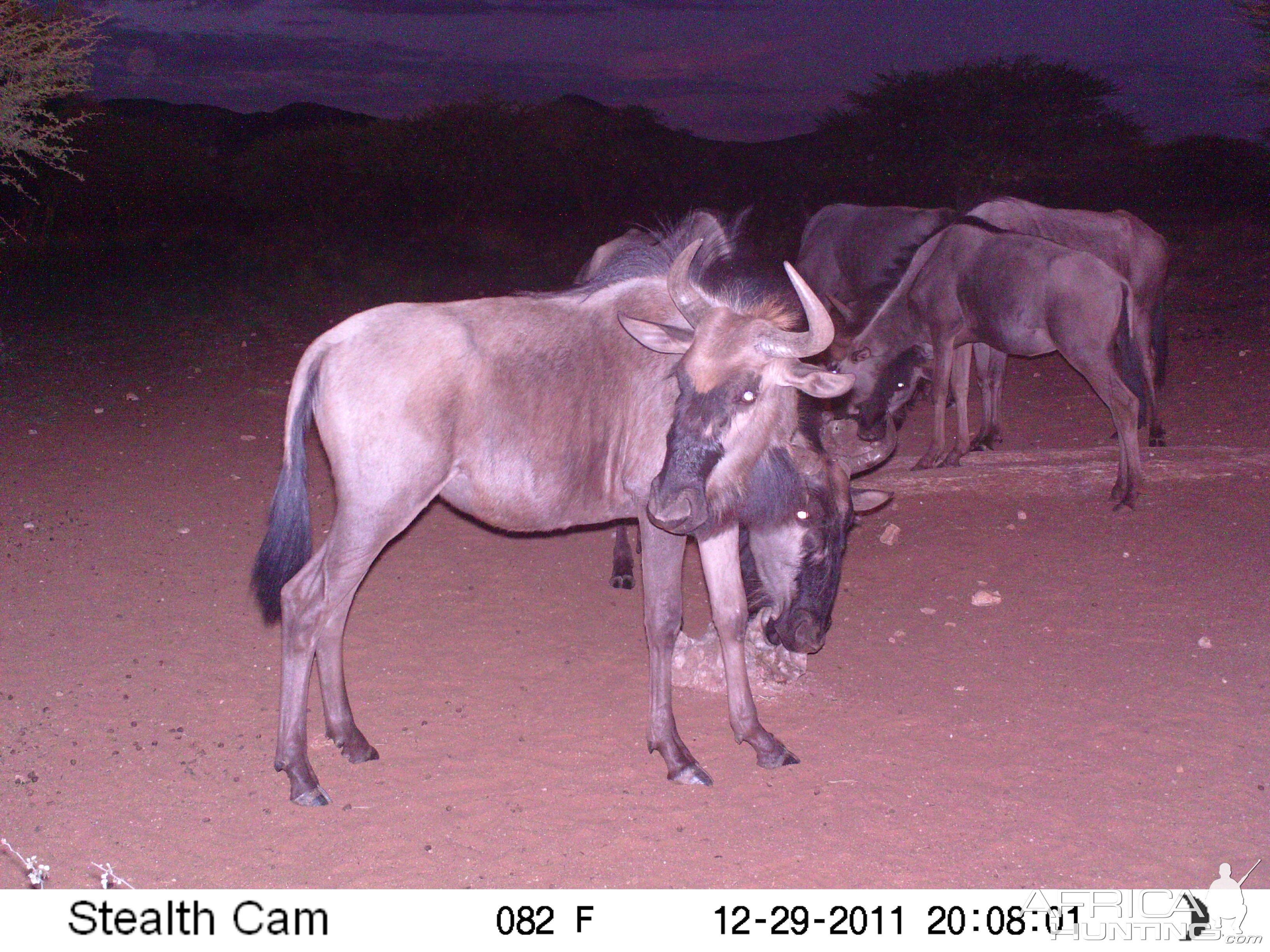 Trail Camera Namibia