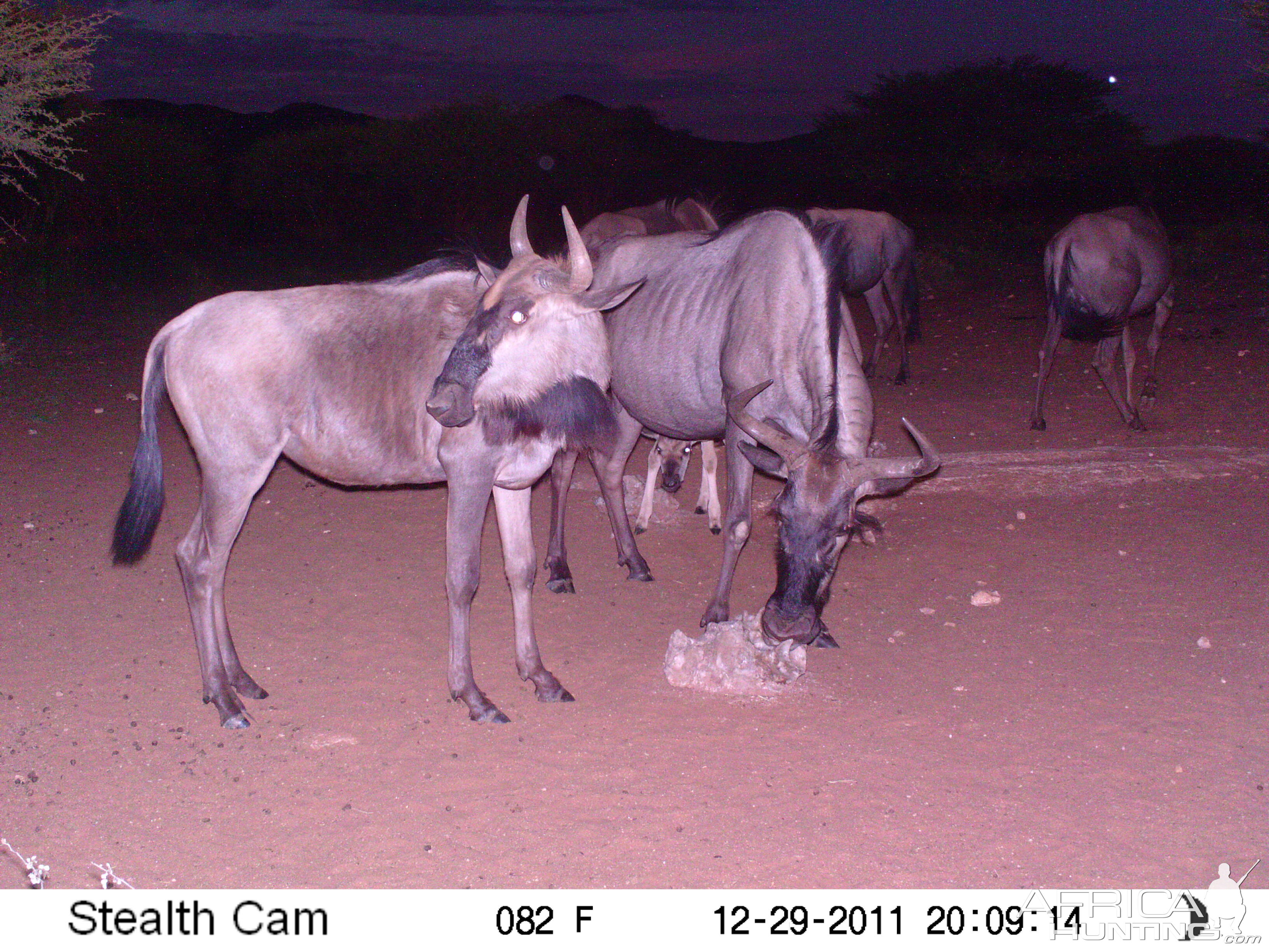 Trail Camera Namibia