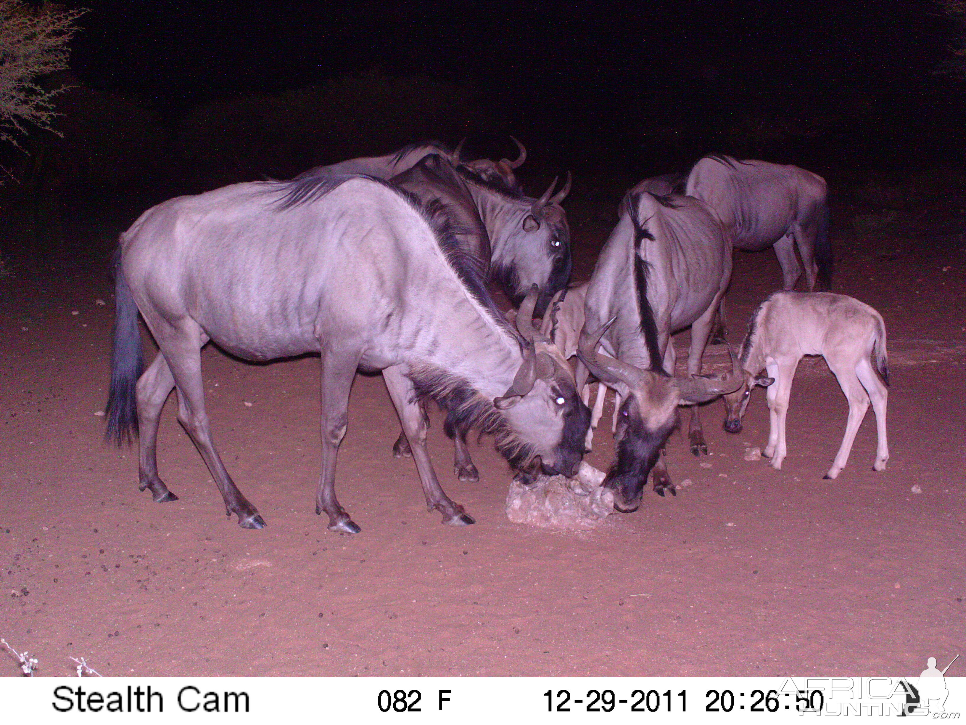 Trail Camera Namibia