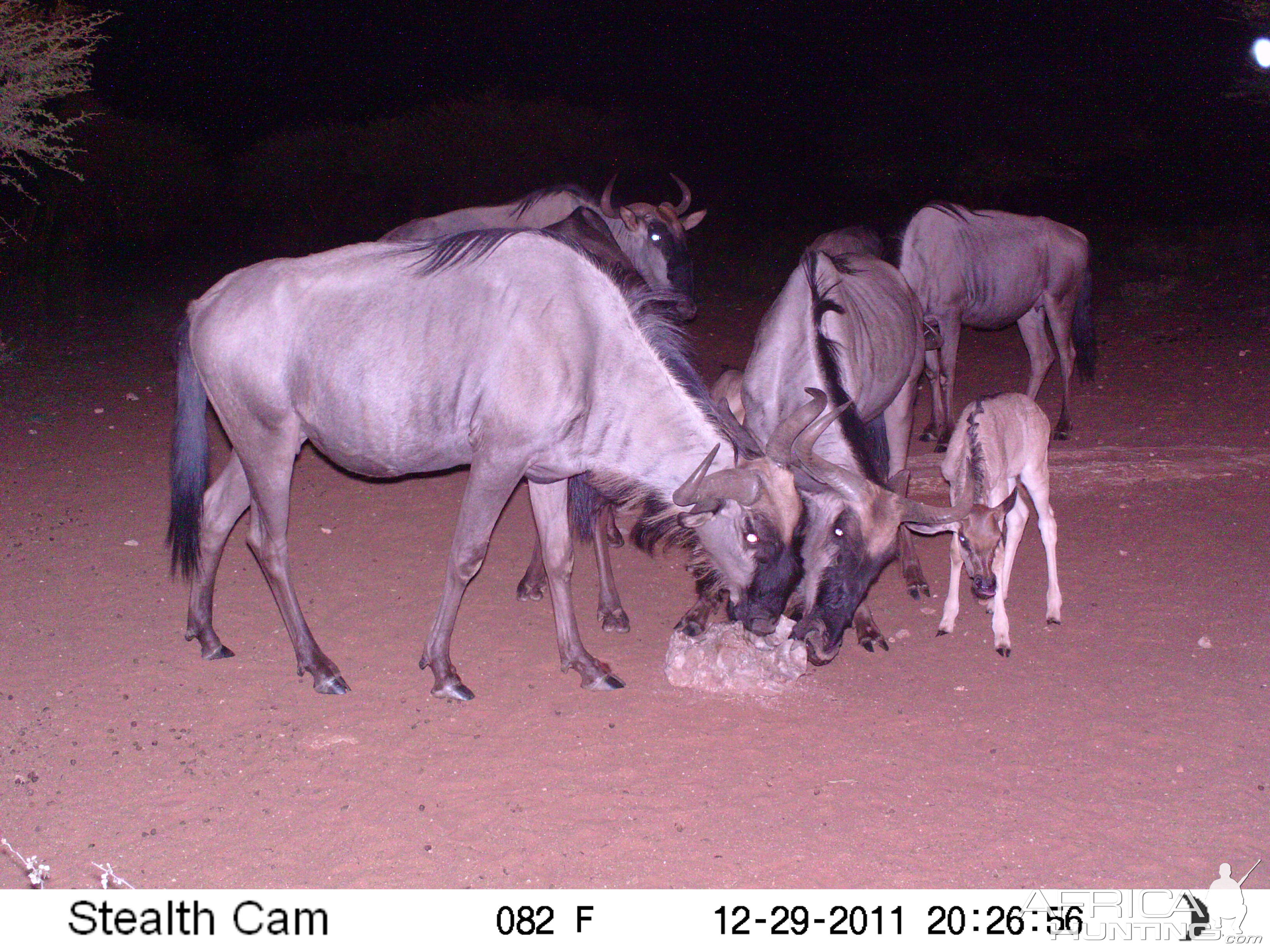 Trail Camera Namibia