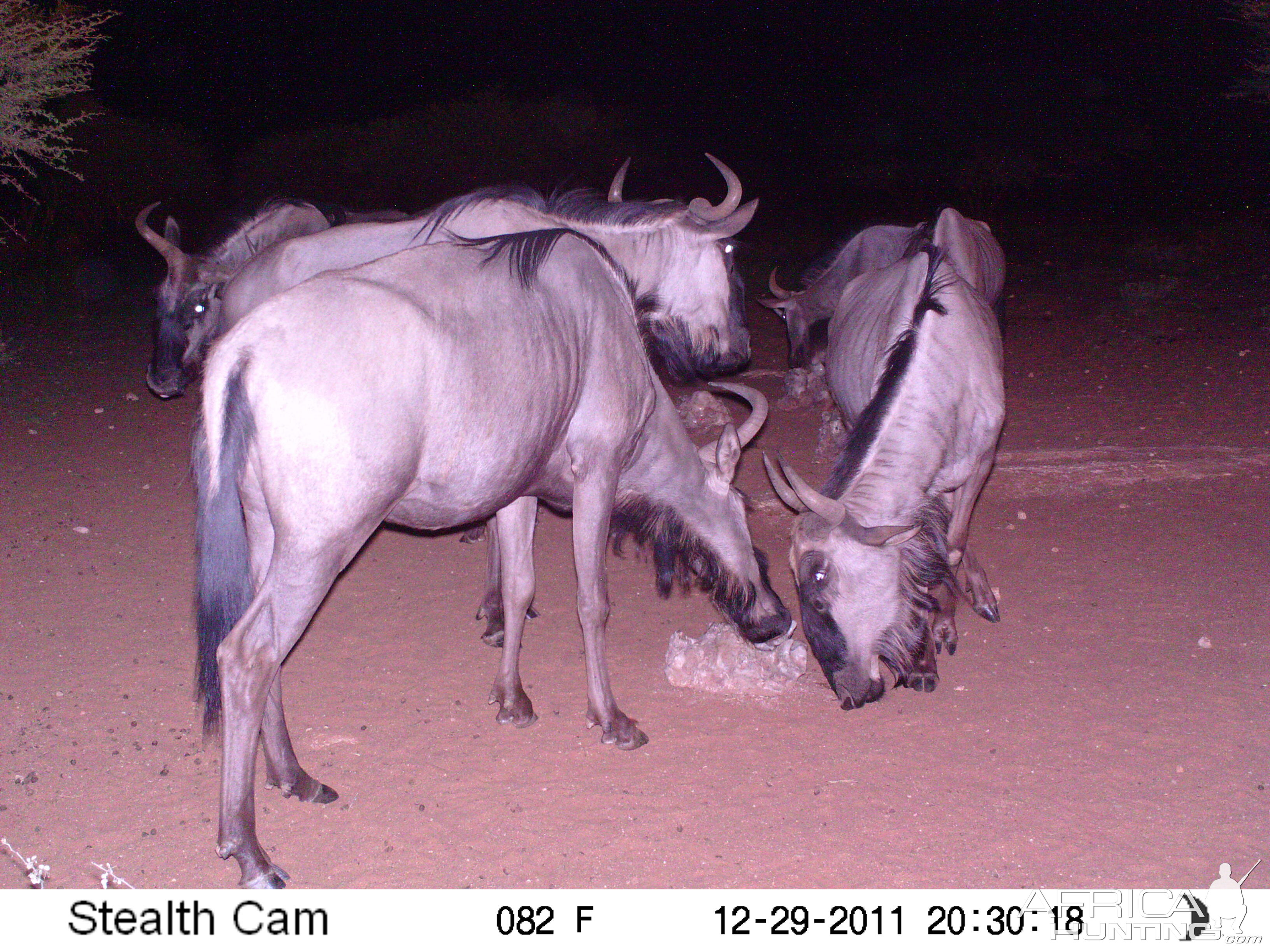 Trail Camera Namibia