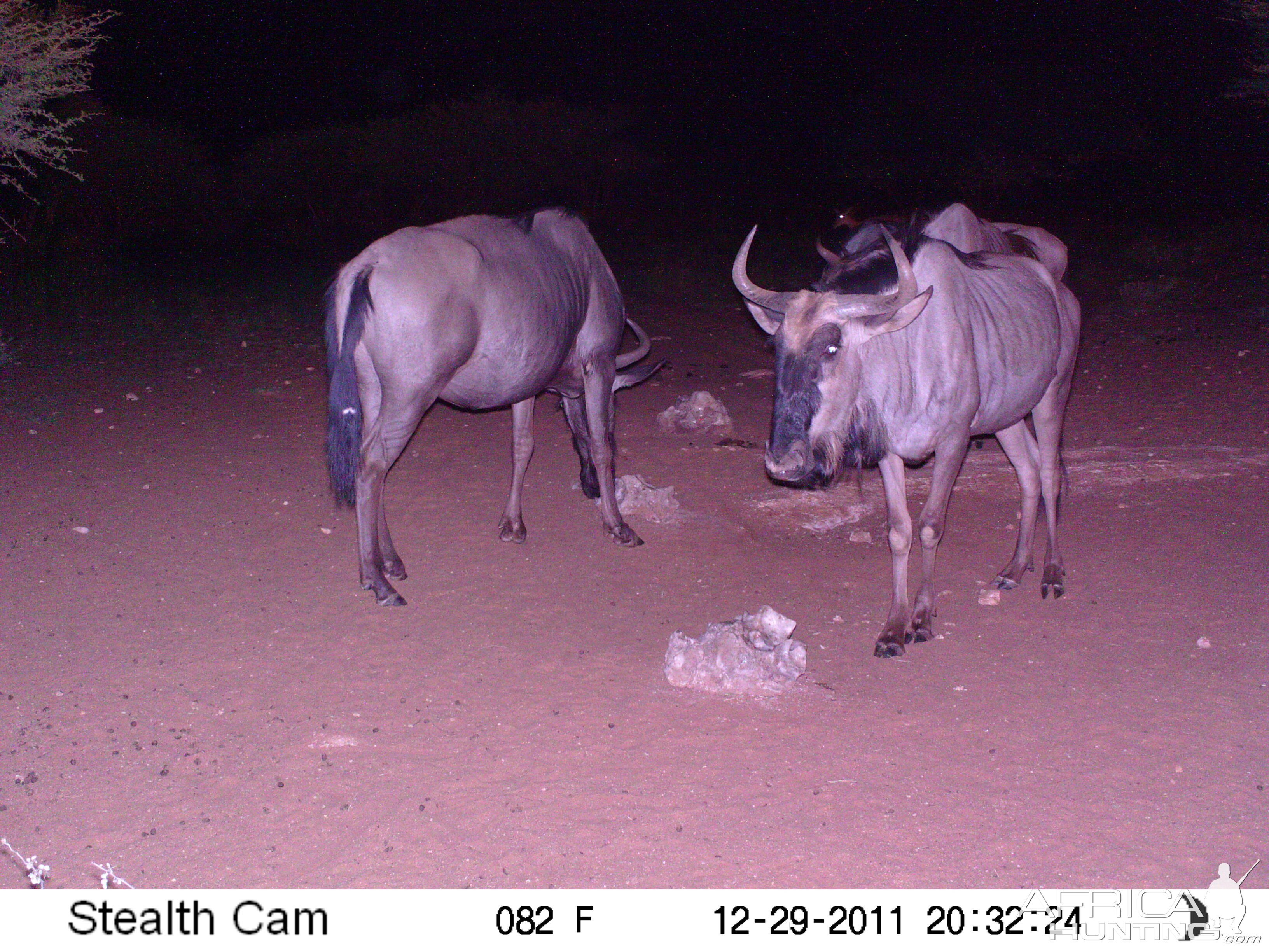 Trail Camera Namibia