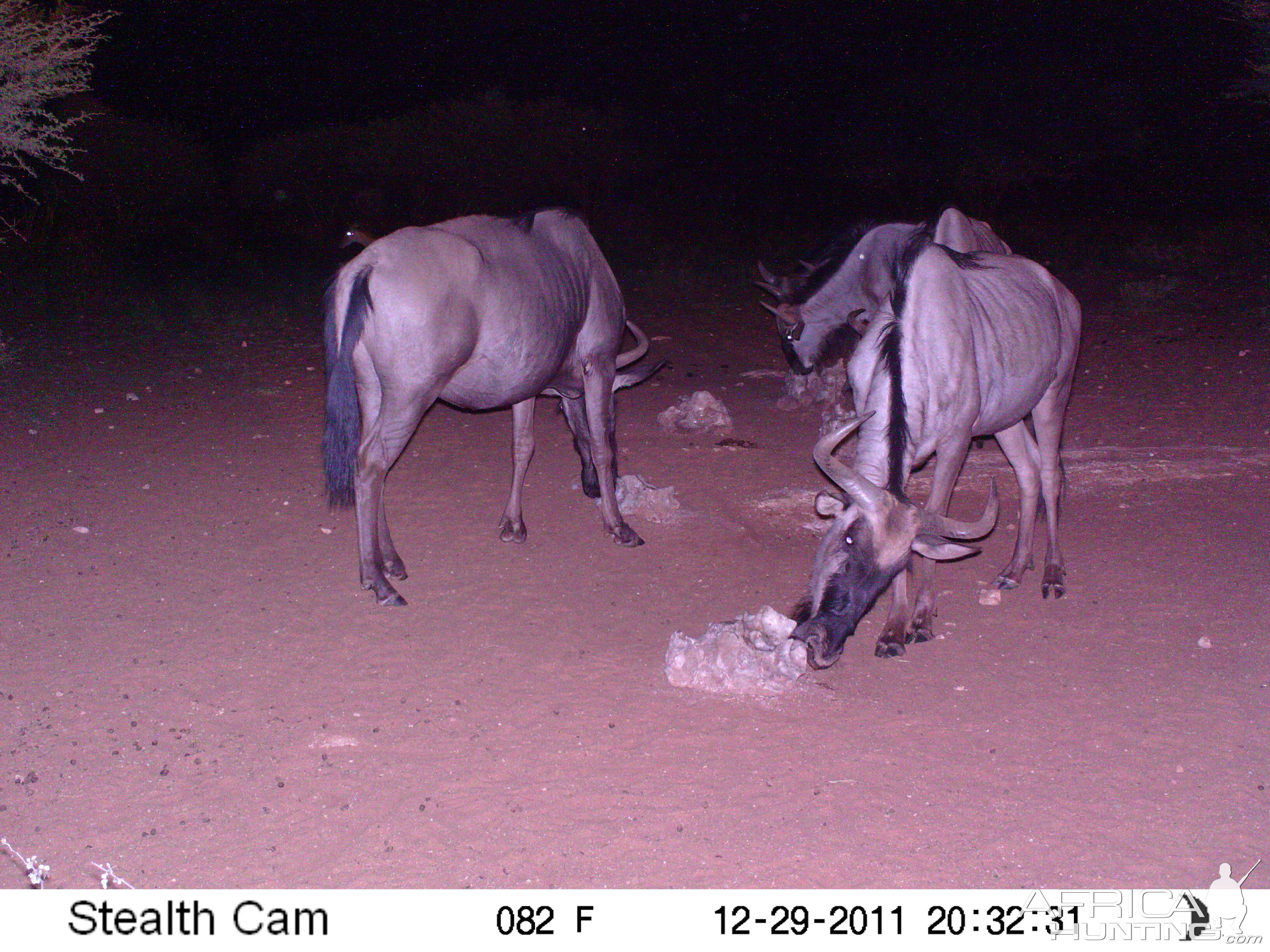 Trail Camera Namibia