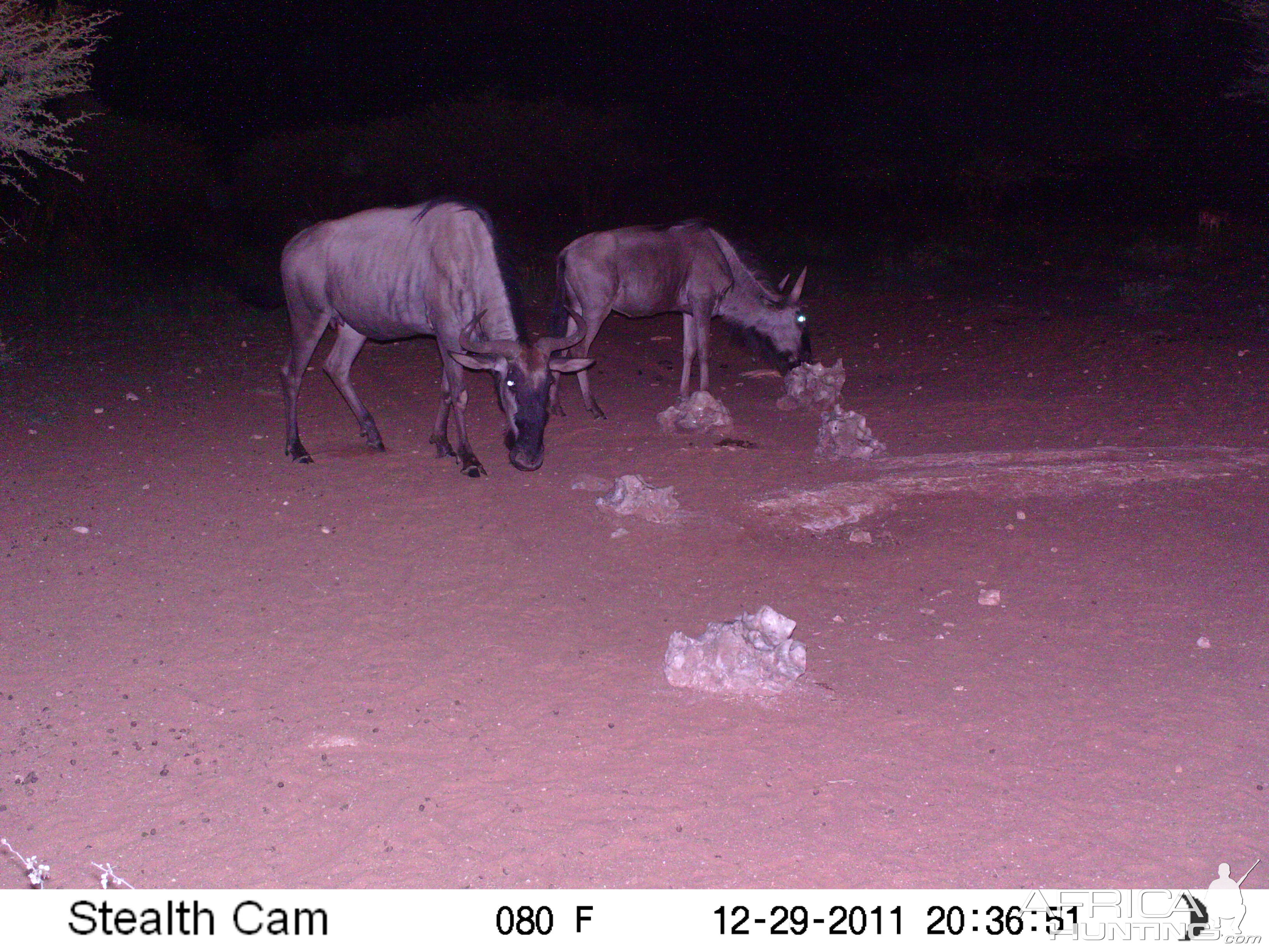 Trail Camera Namibia