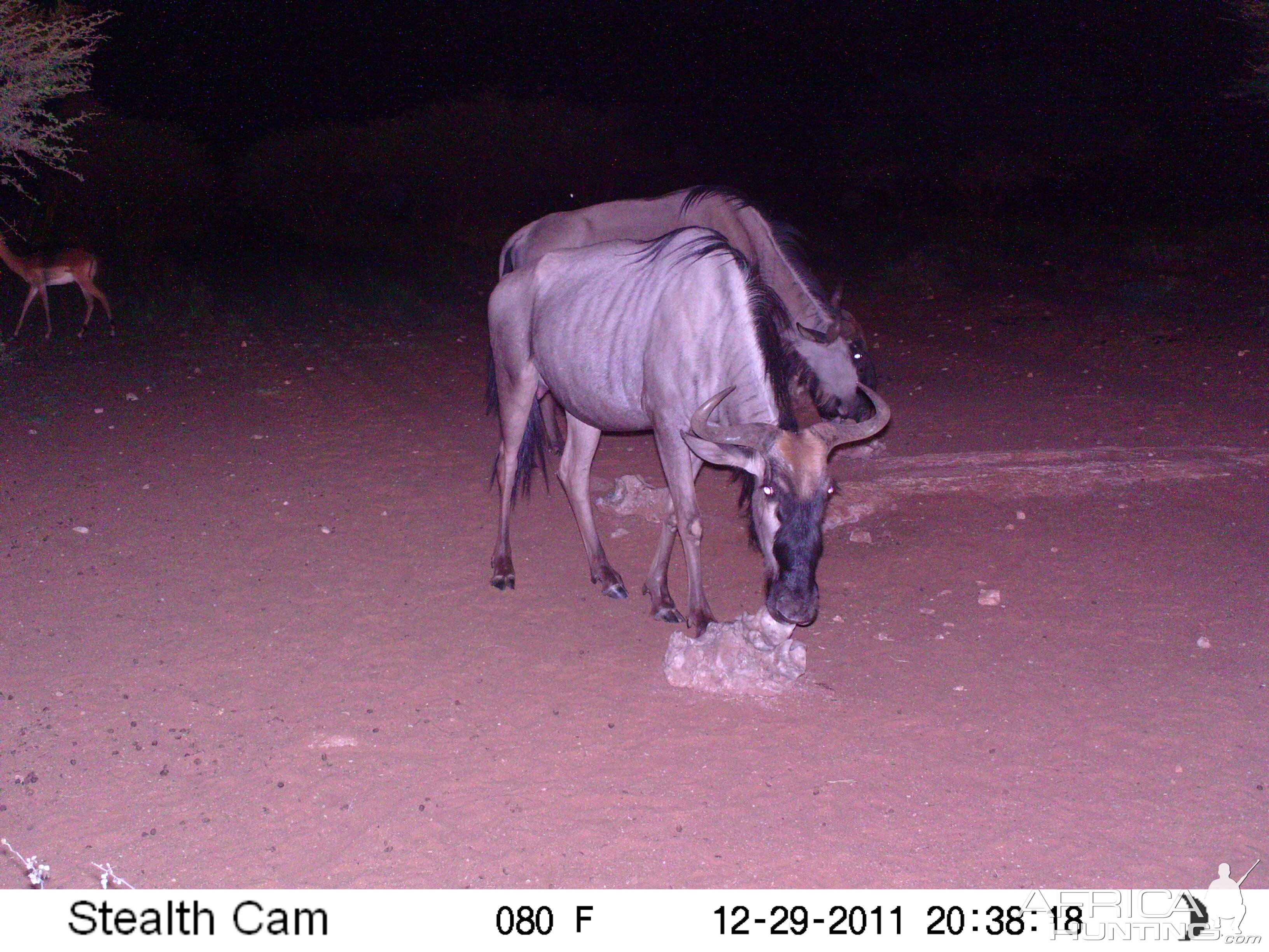 Trail Camera Namibia