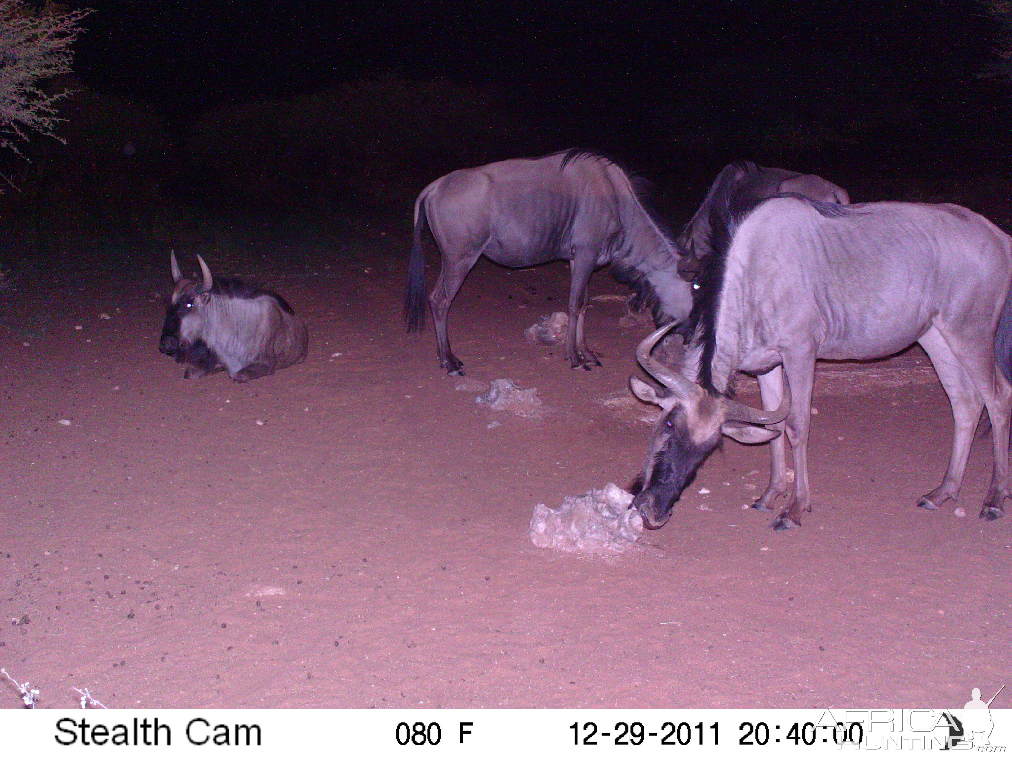 Trail Camera Namibia