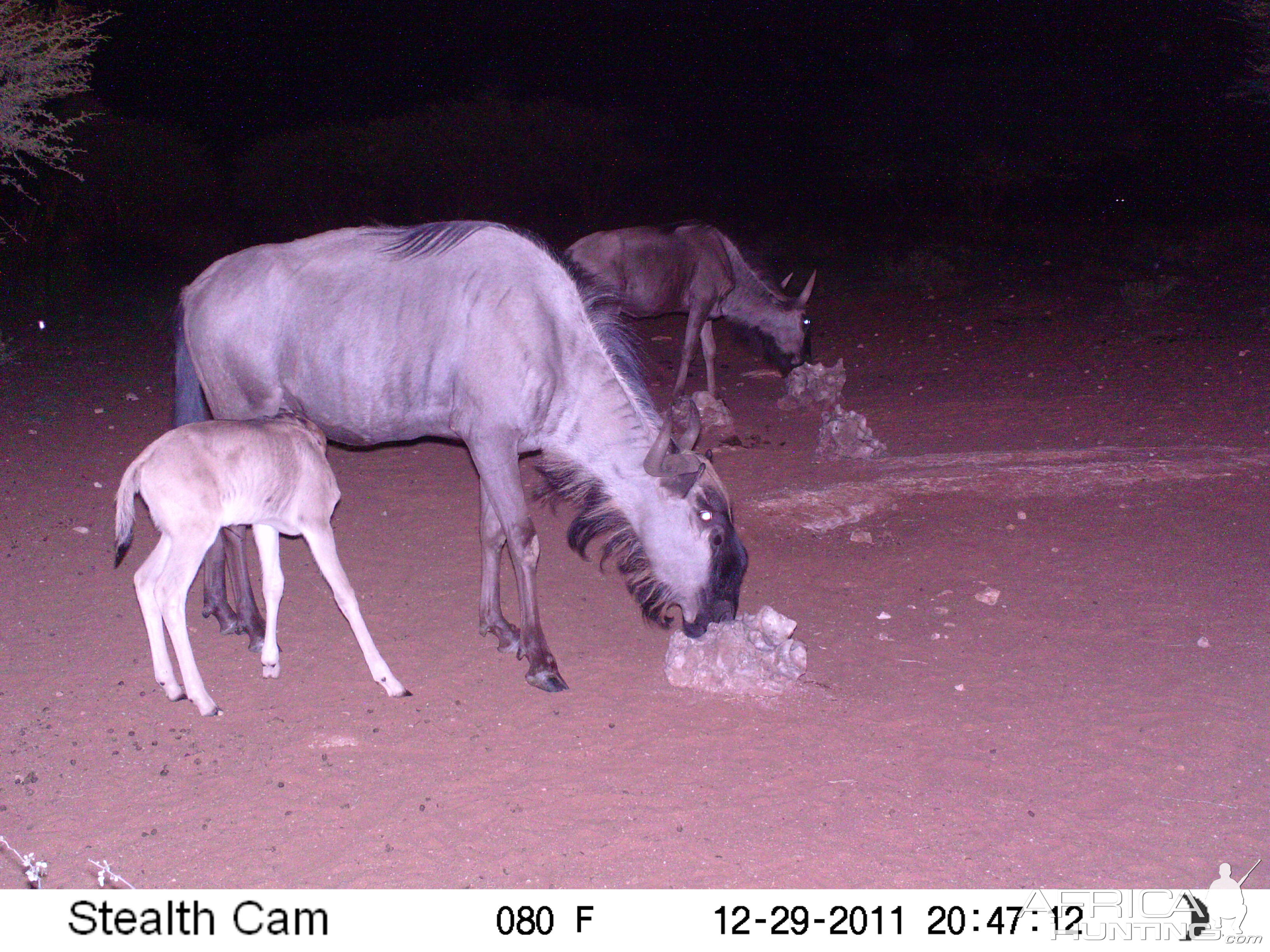 Trail Camera Namibia