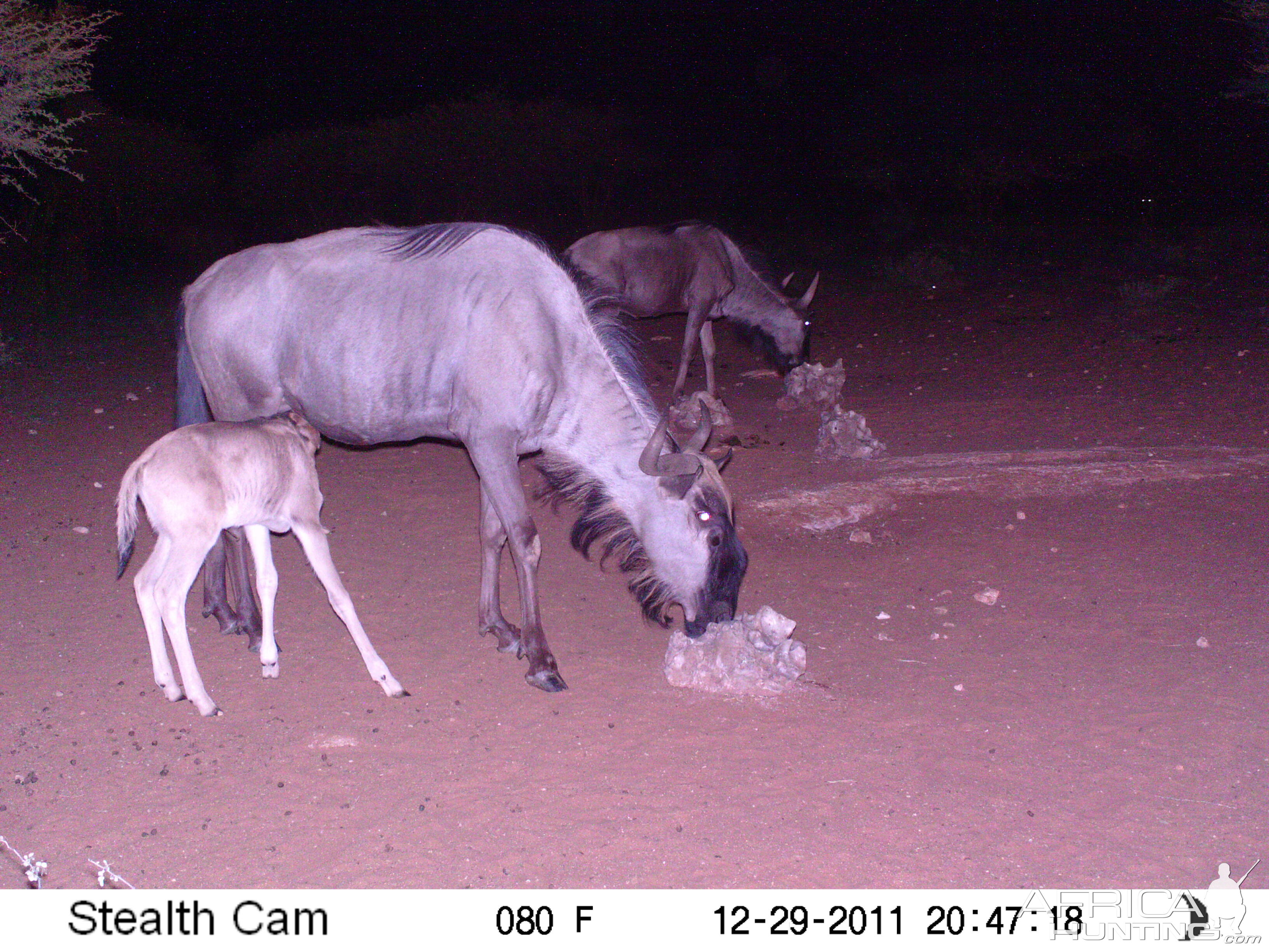 Trail Camera Namibia