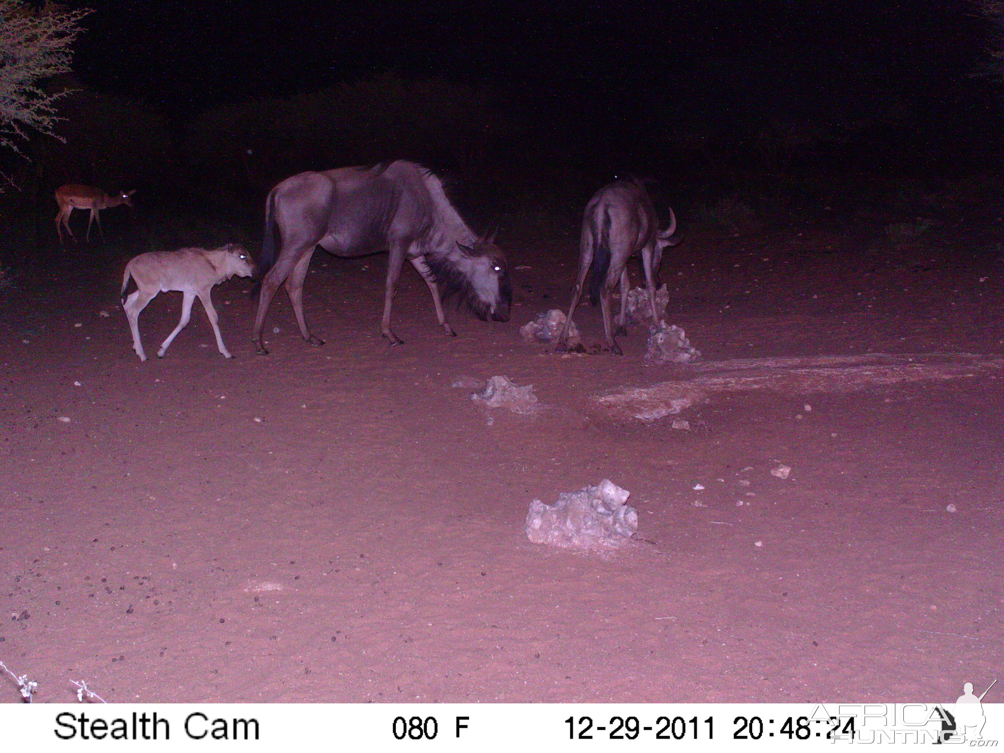 Trail Camera Namibia