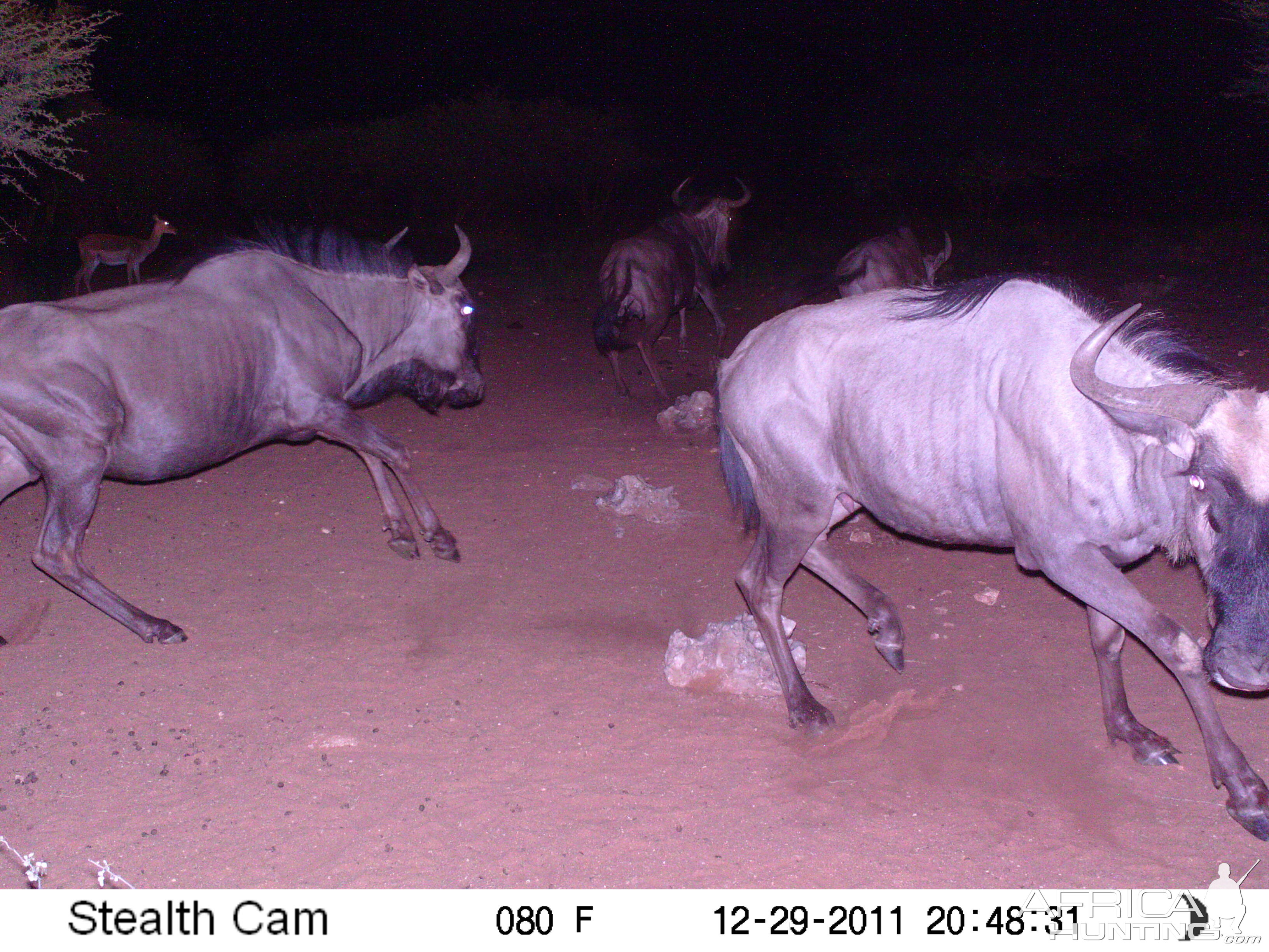 Trail Camera Namibia