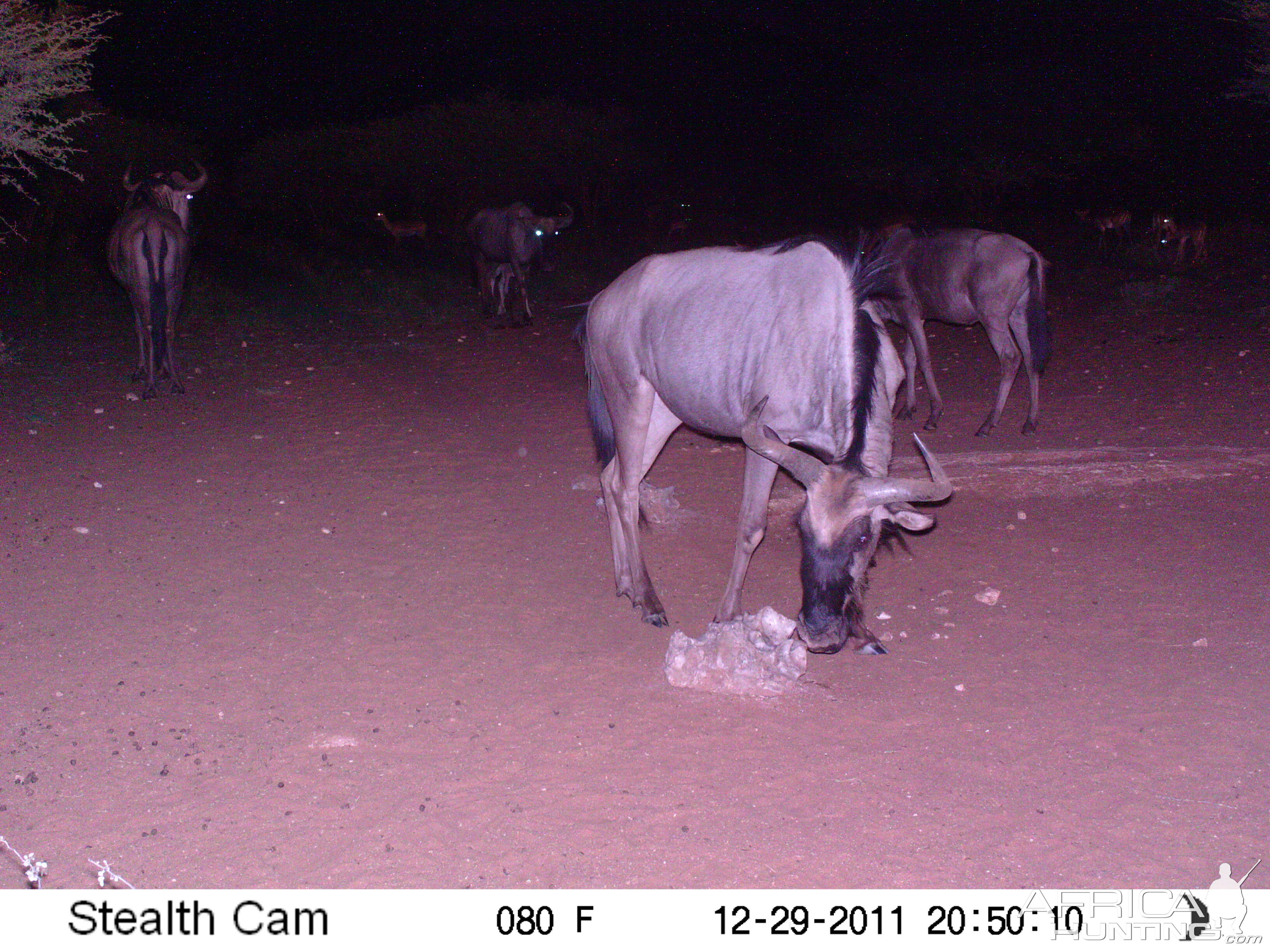 Trail Camera Namibia