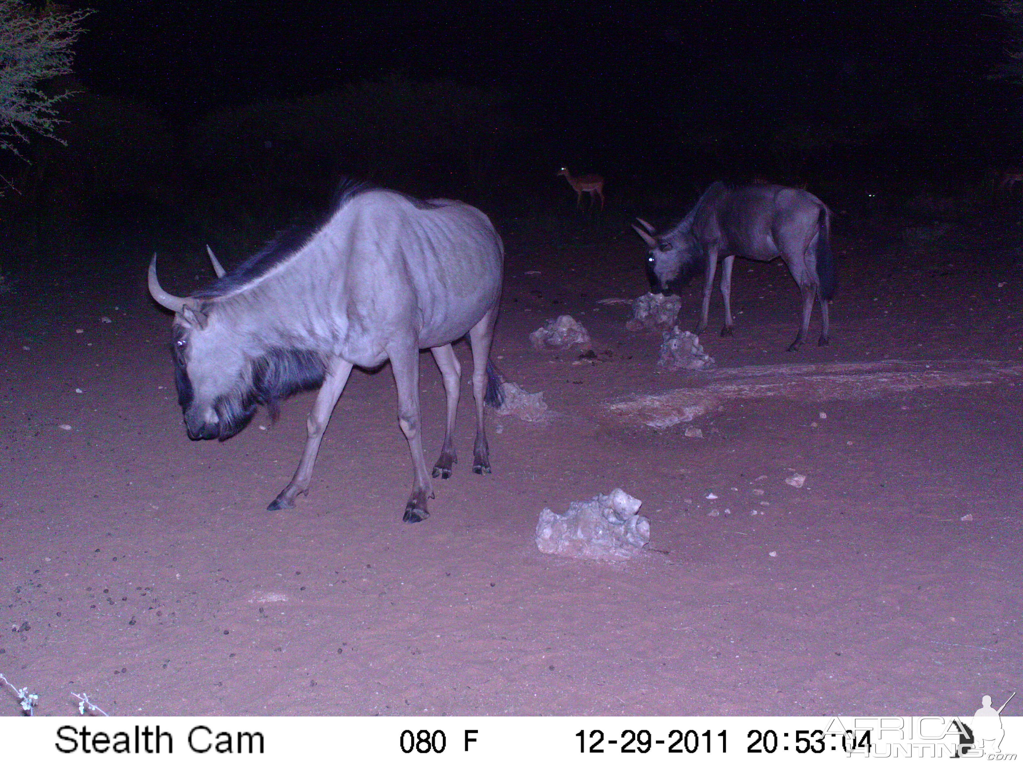 Trail Camera Namibia