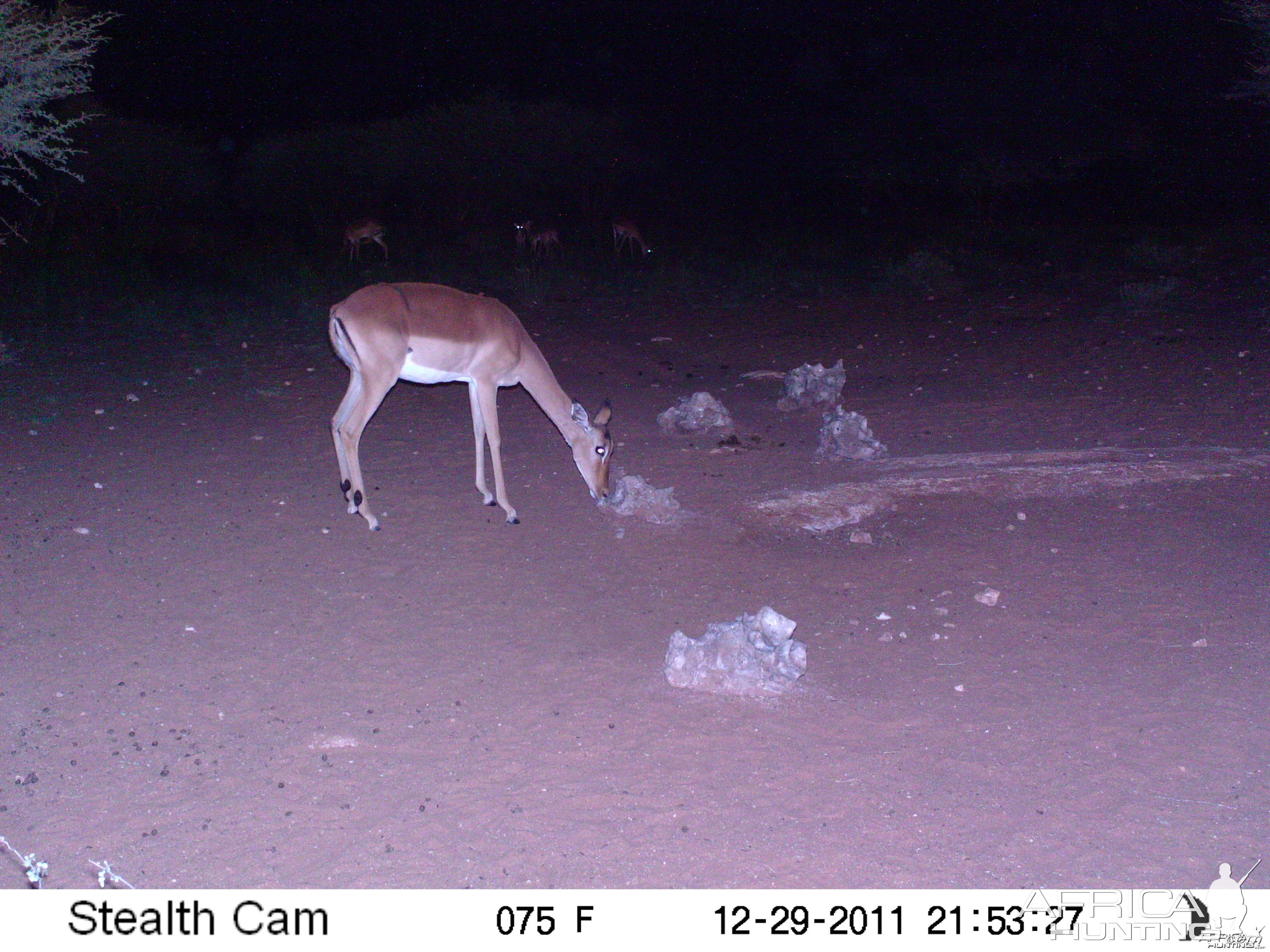 Trail Camera Namibia