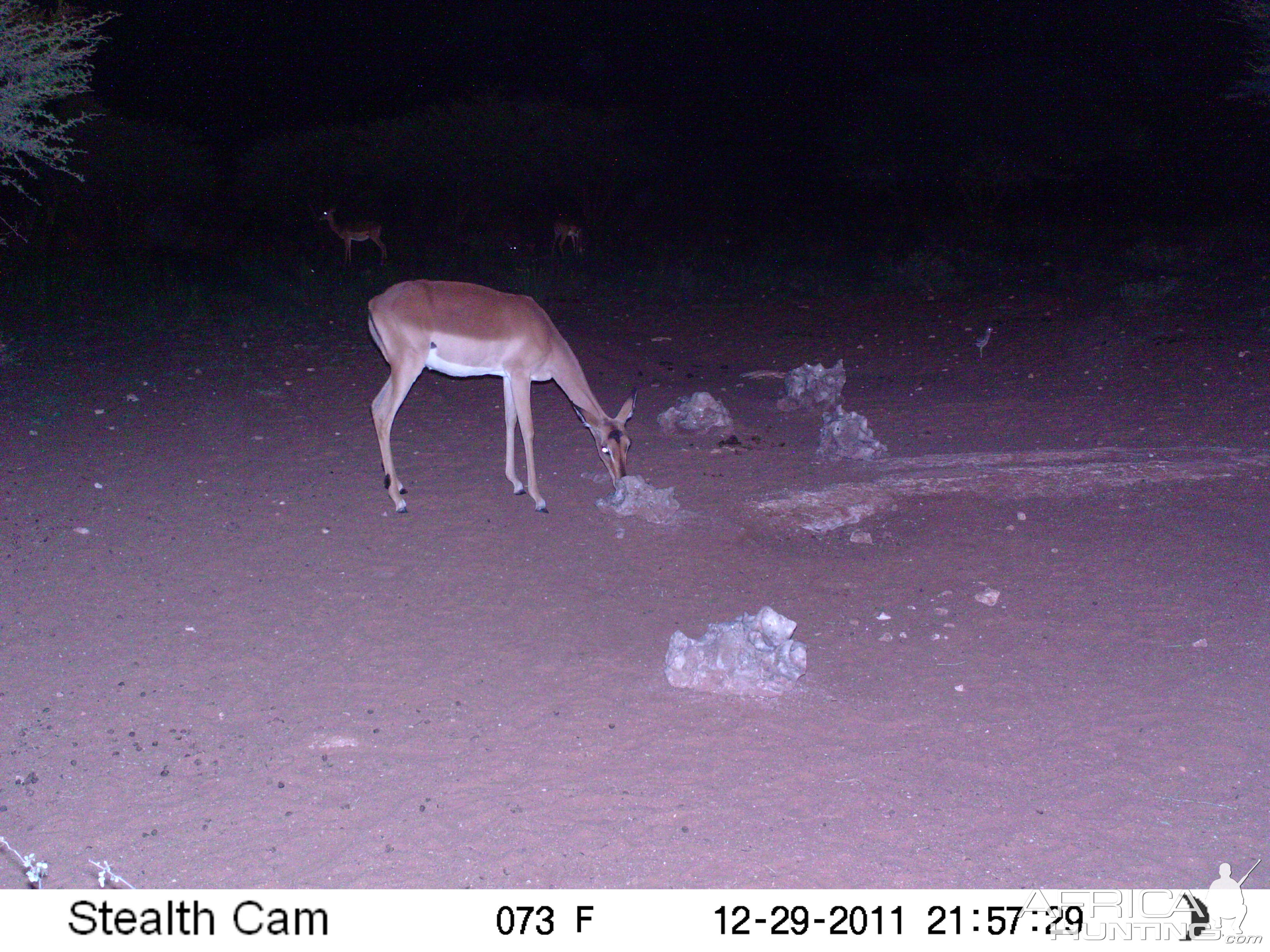 Trail Camera Namibia