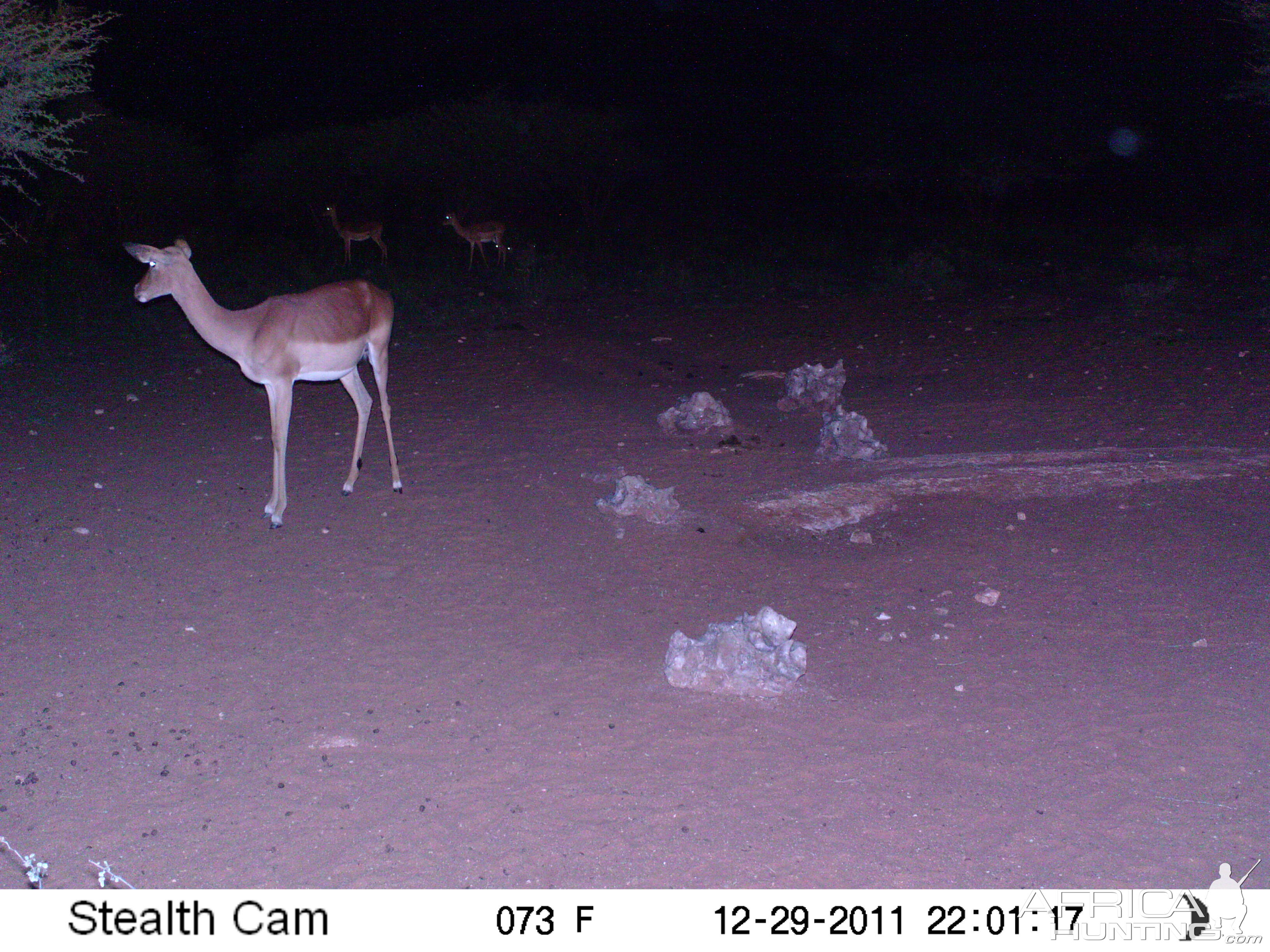 Trail Camera Namibia