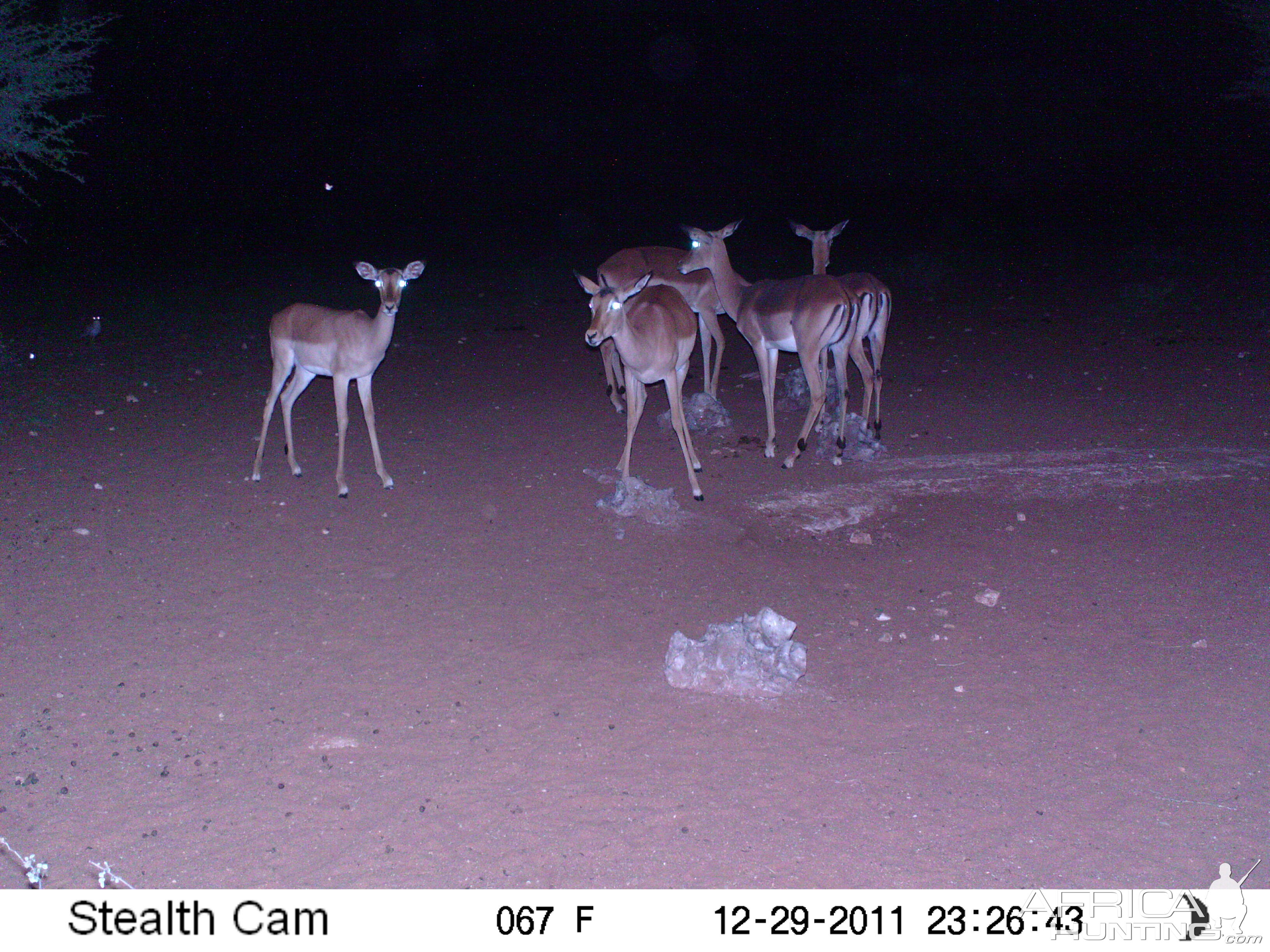 Trail Camera Namibia