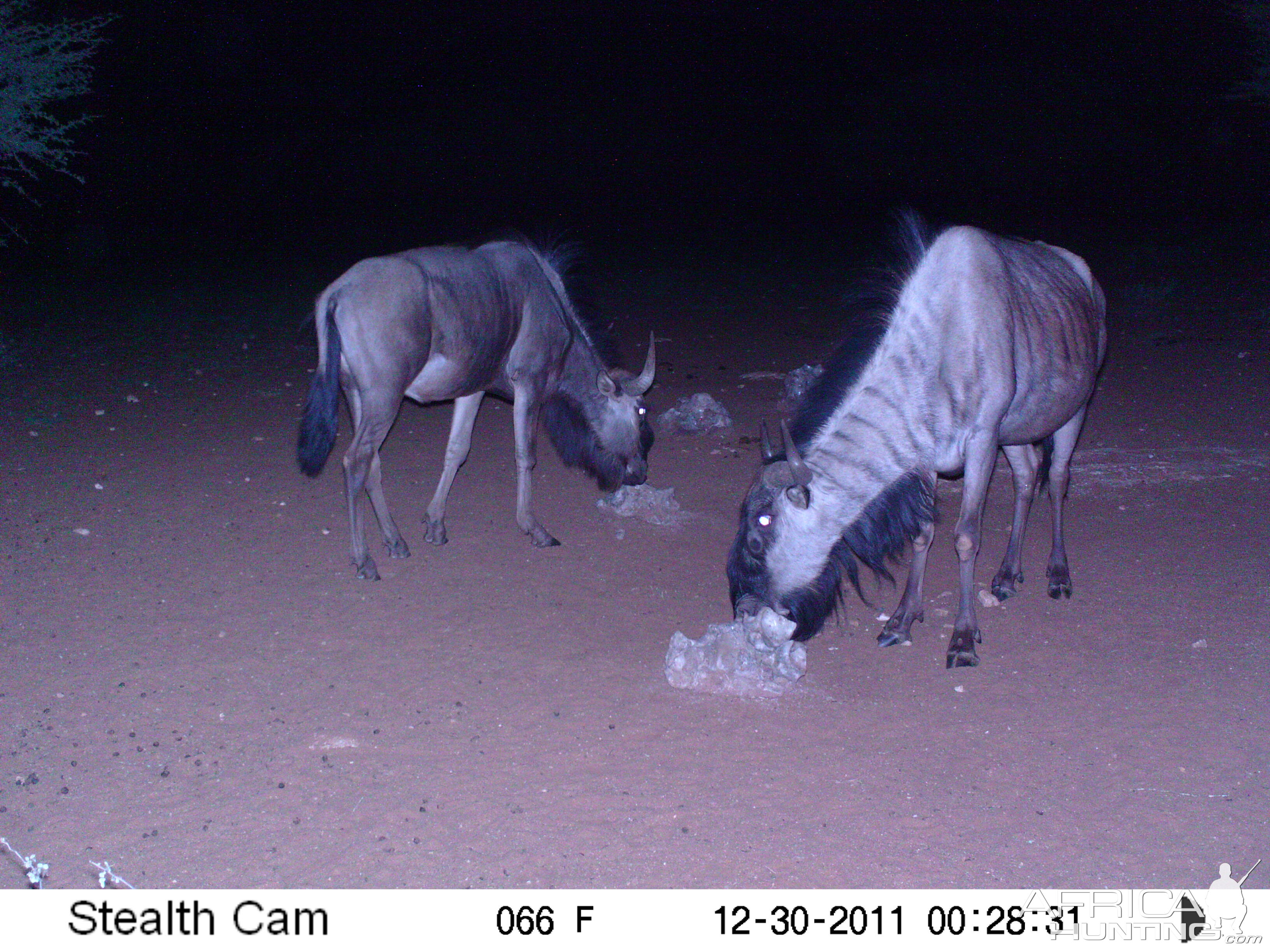 Trail Camera Namibia