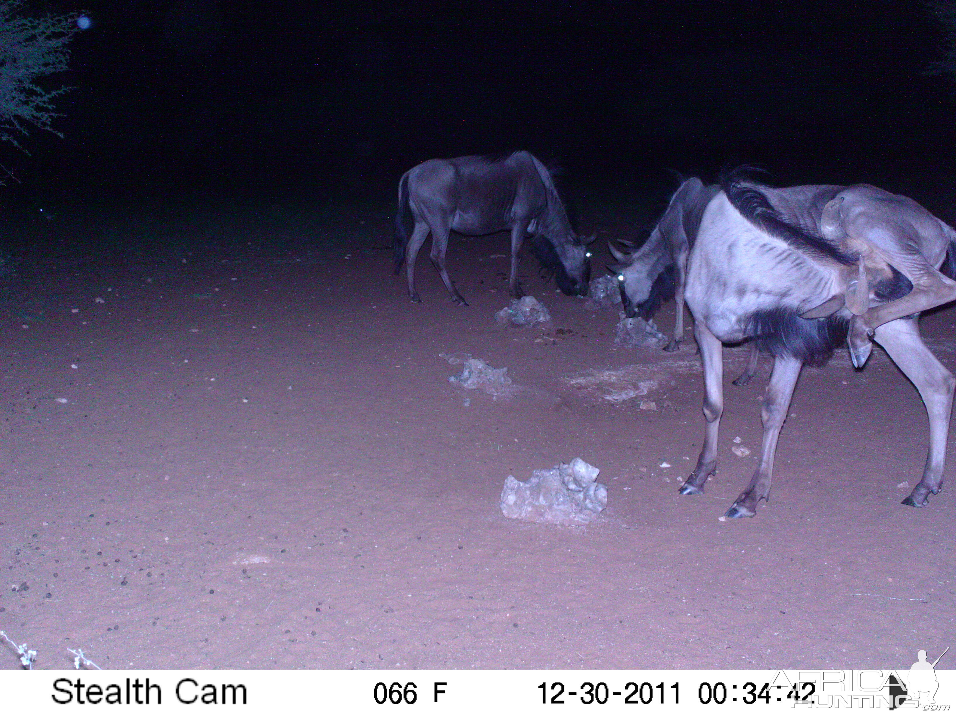 Trail Camera Namibia