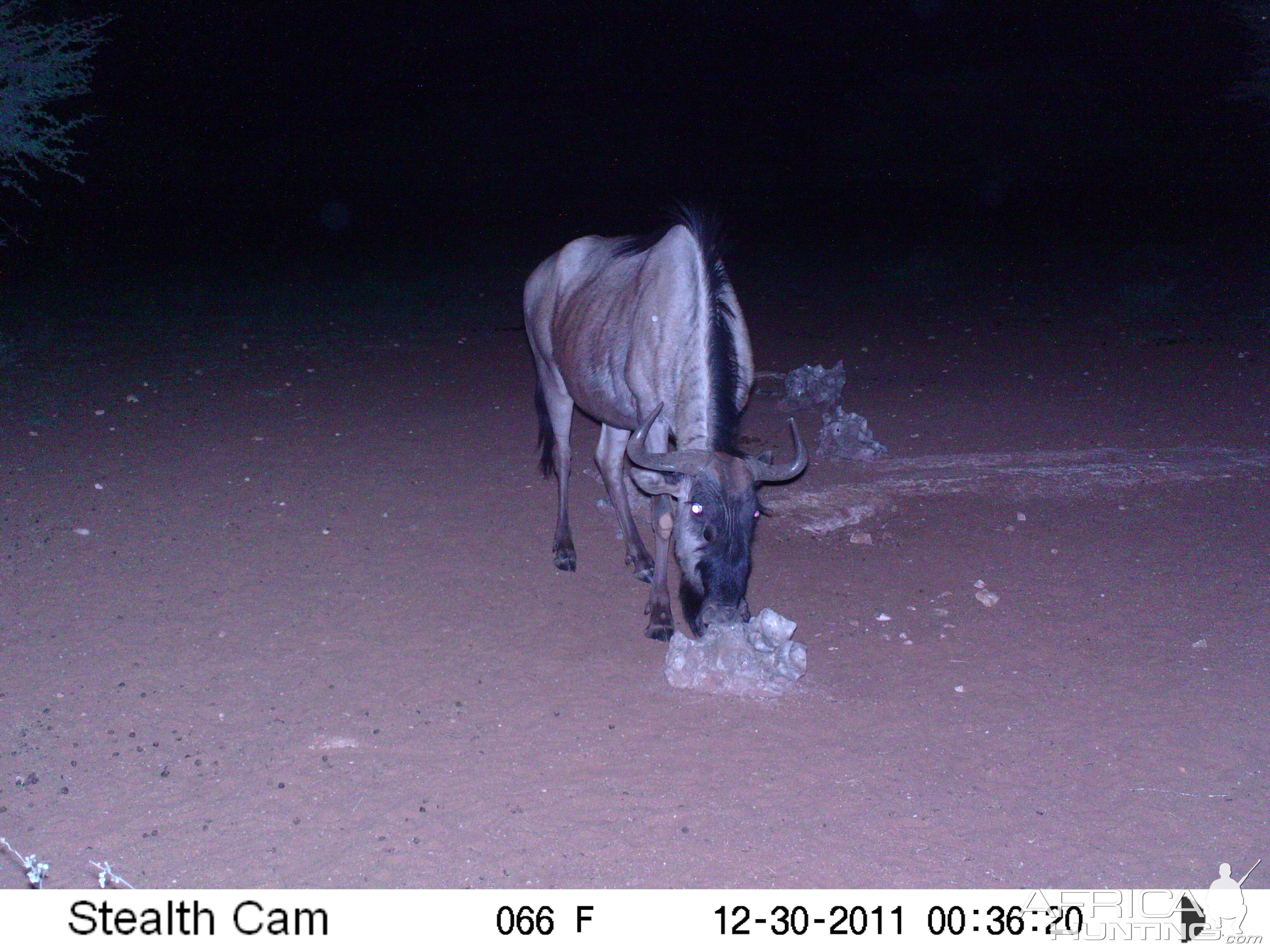 Trail Camera Namibia