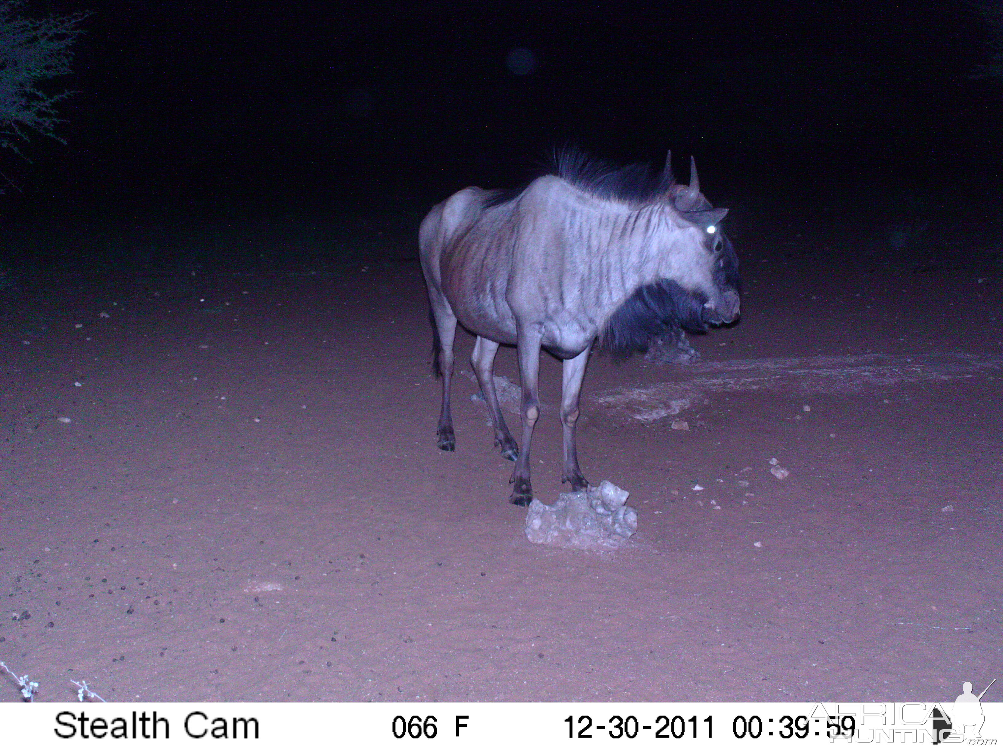 Trail Camera Namibia