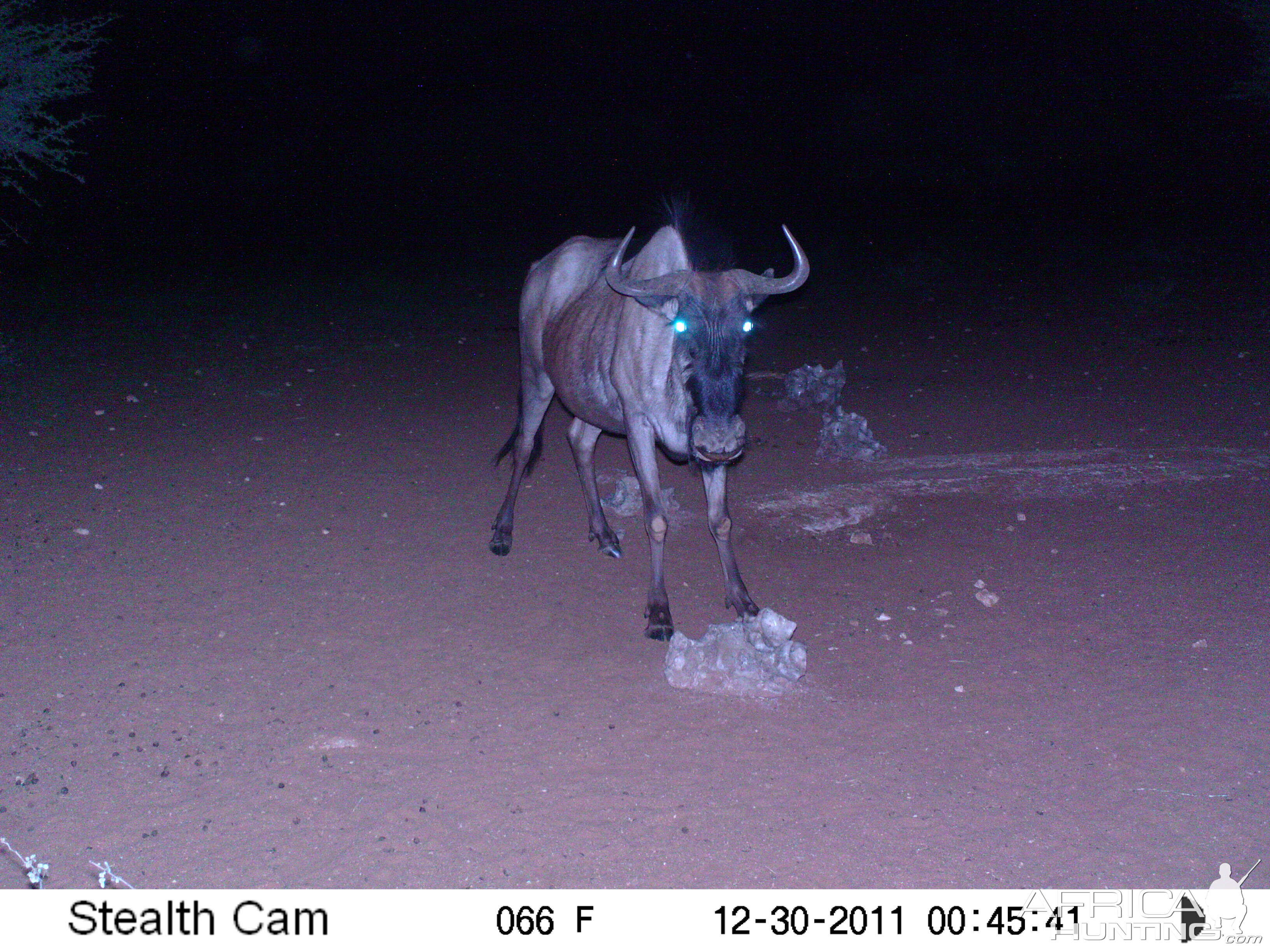 Trail Camera Namibia