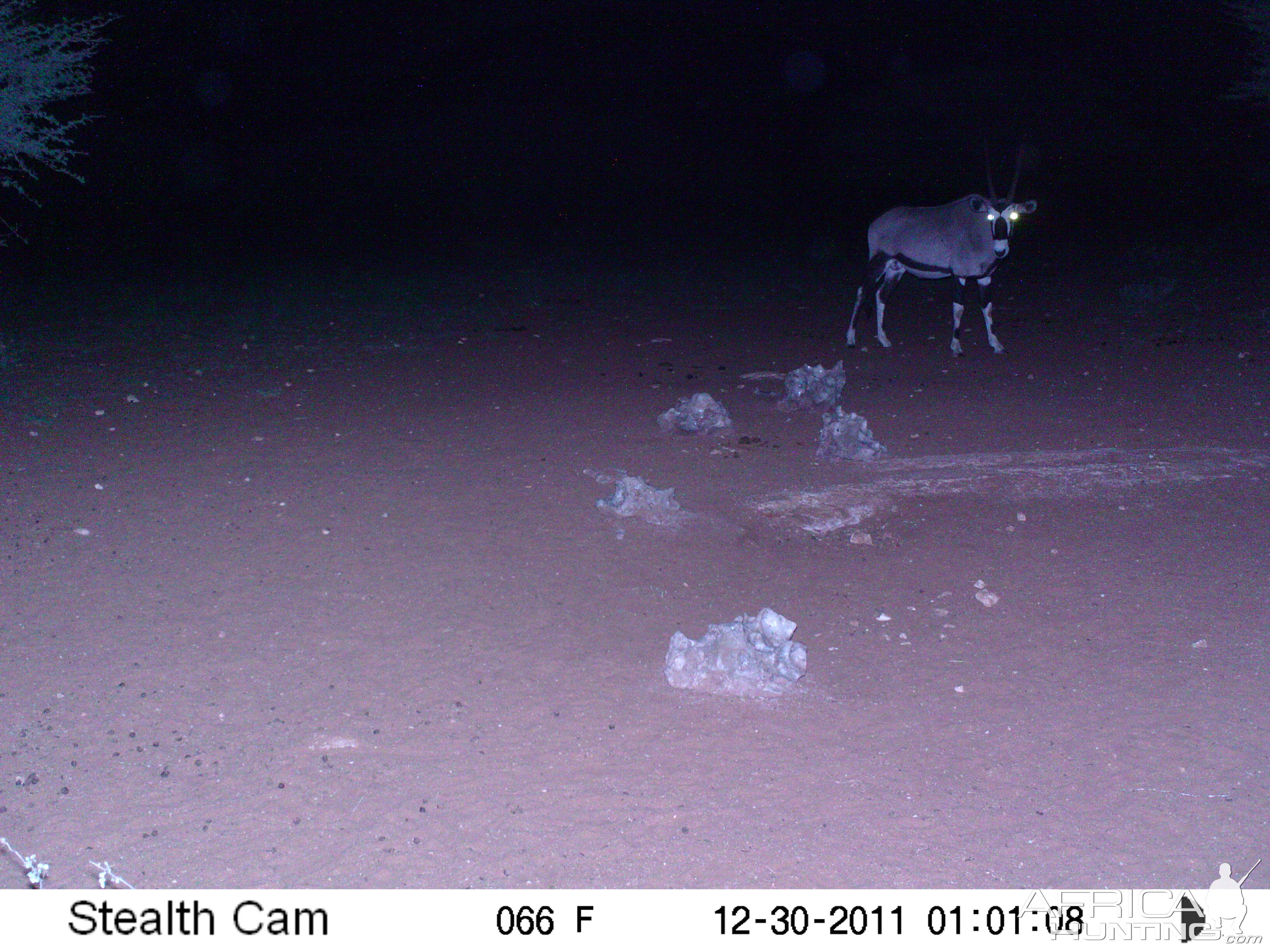 Trail Camera Namibia