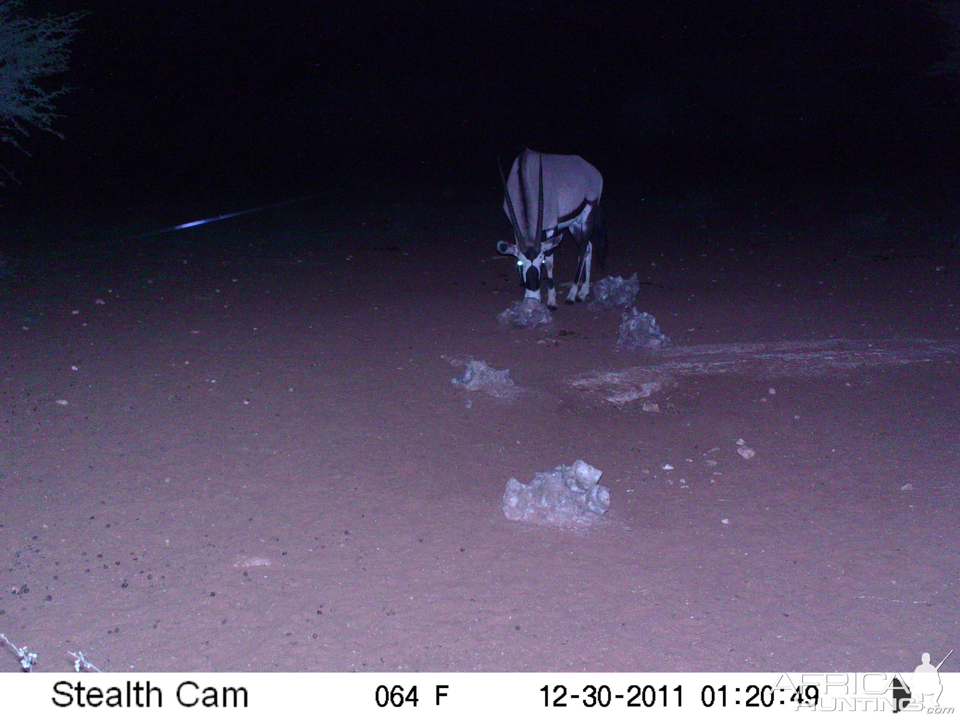 Trail Camera Namibia