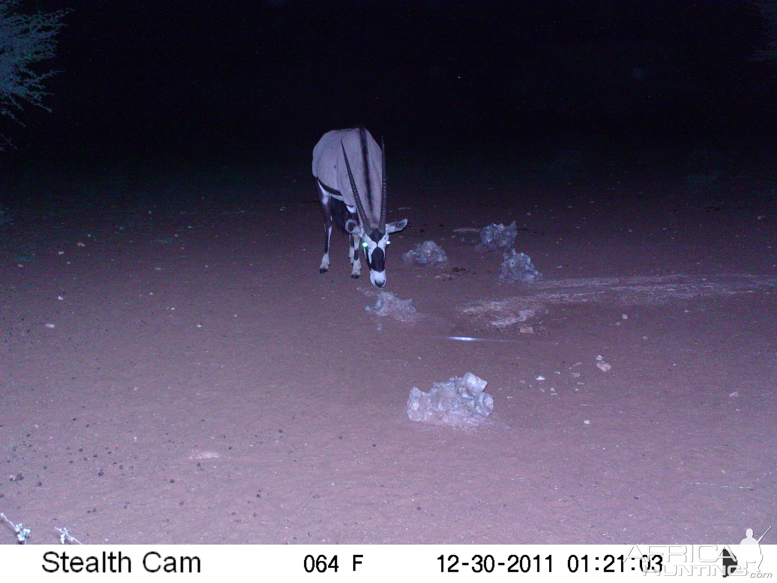 Trail Camera Namibia