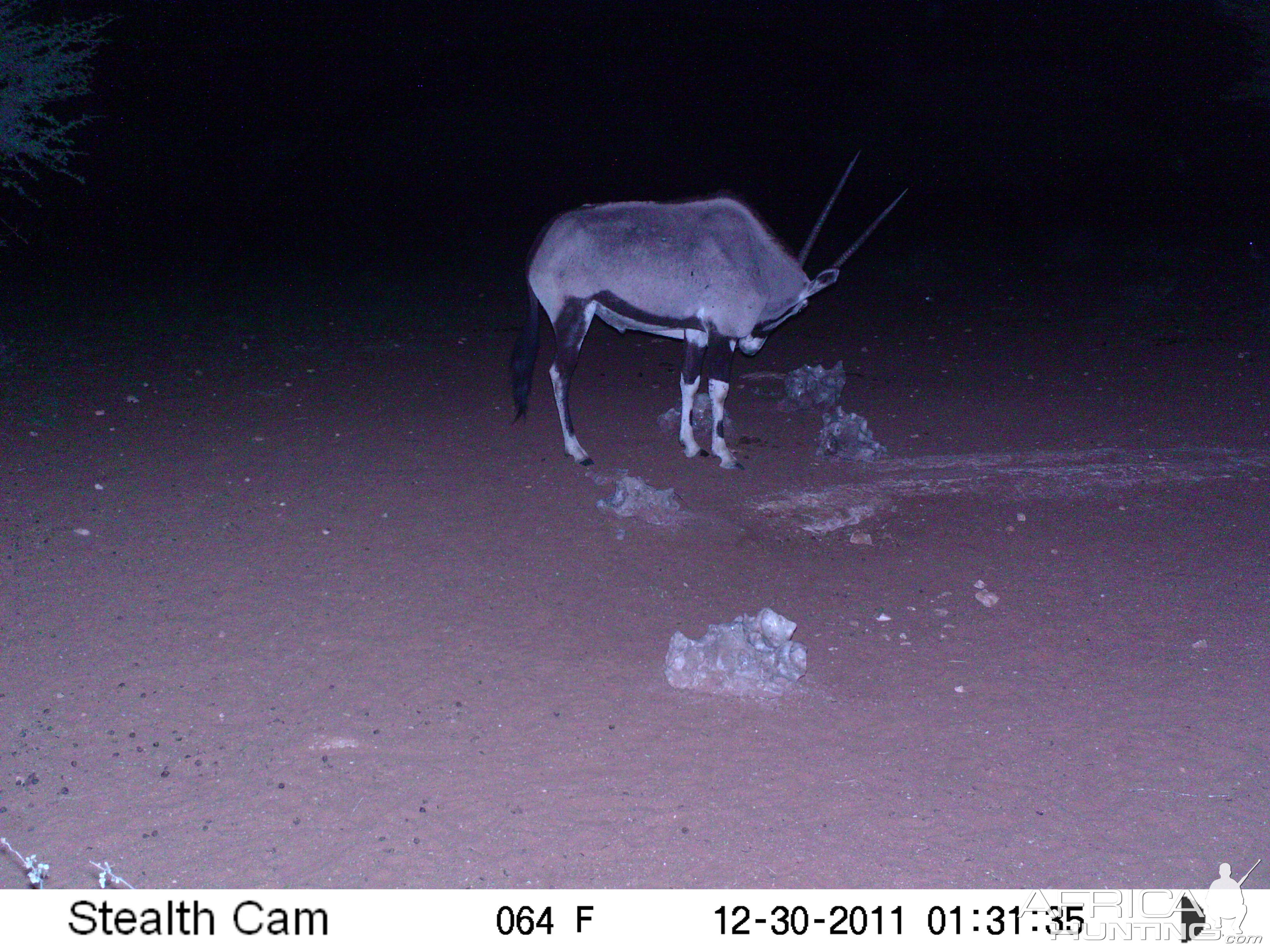 Trail Camera Namibia