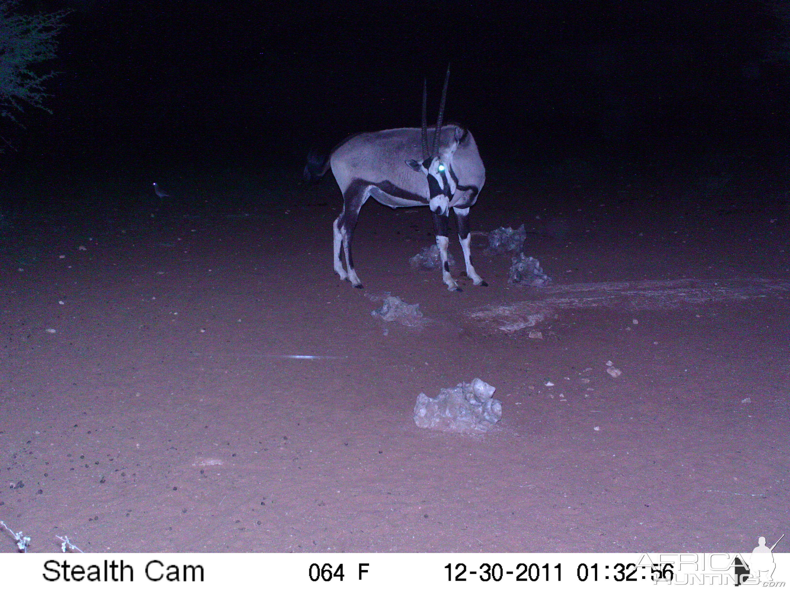 Trail Camera Namibia