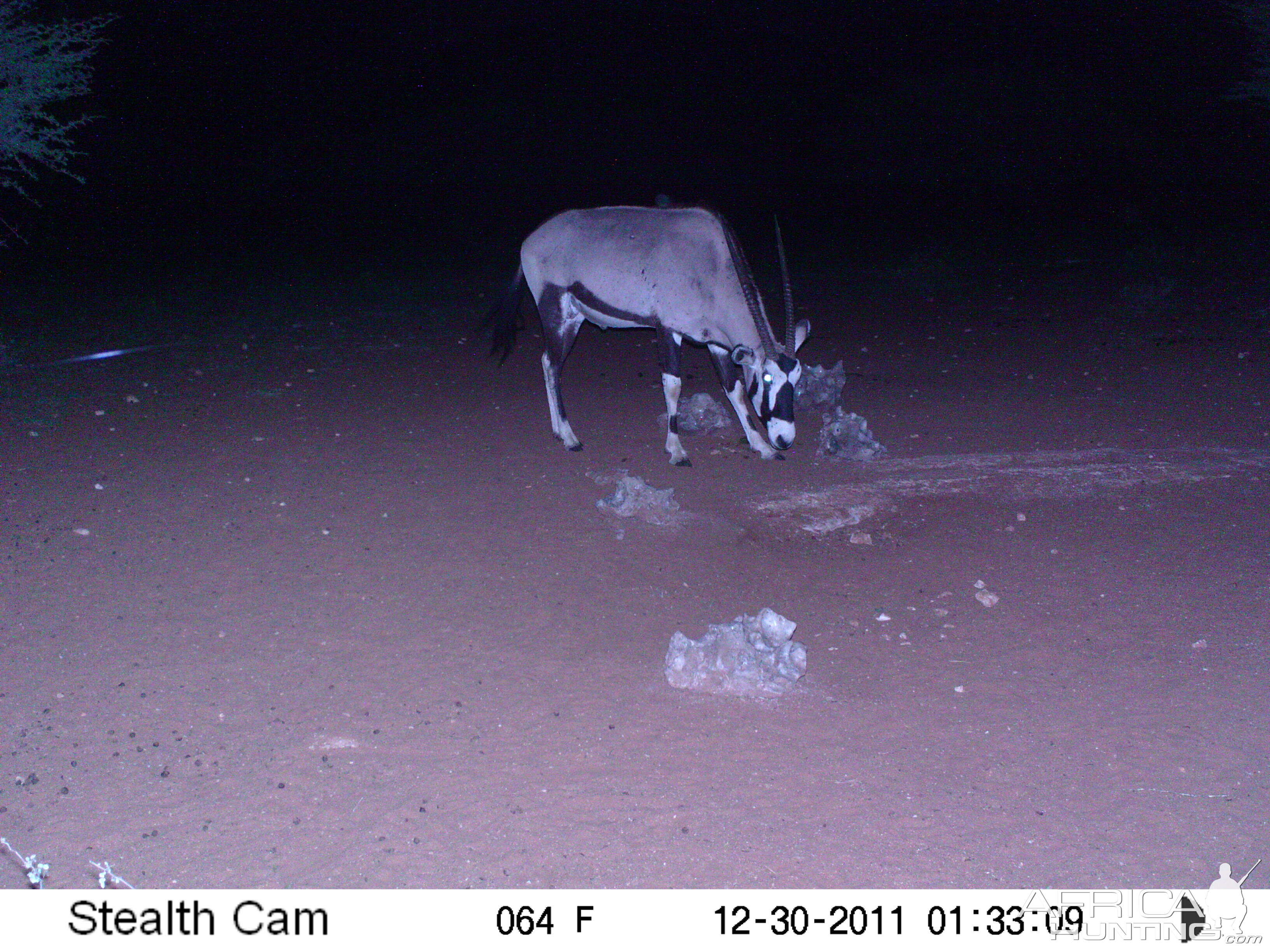 Trail Camera Namibia