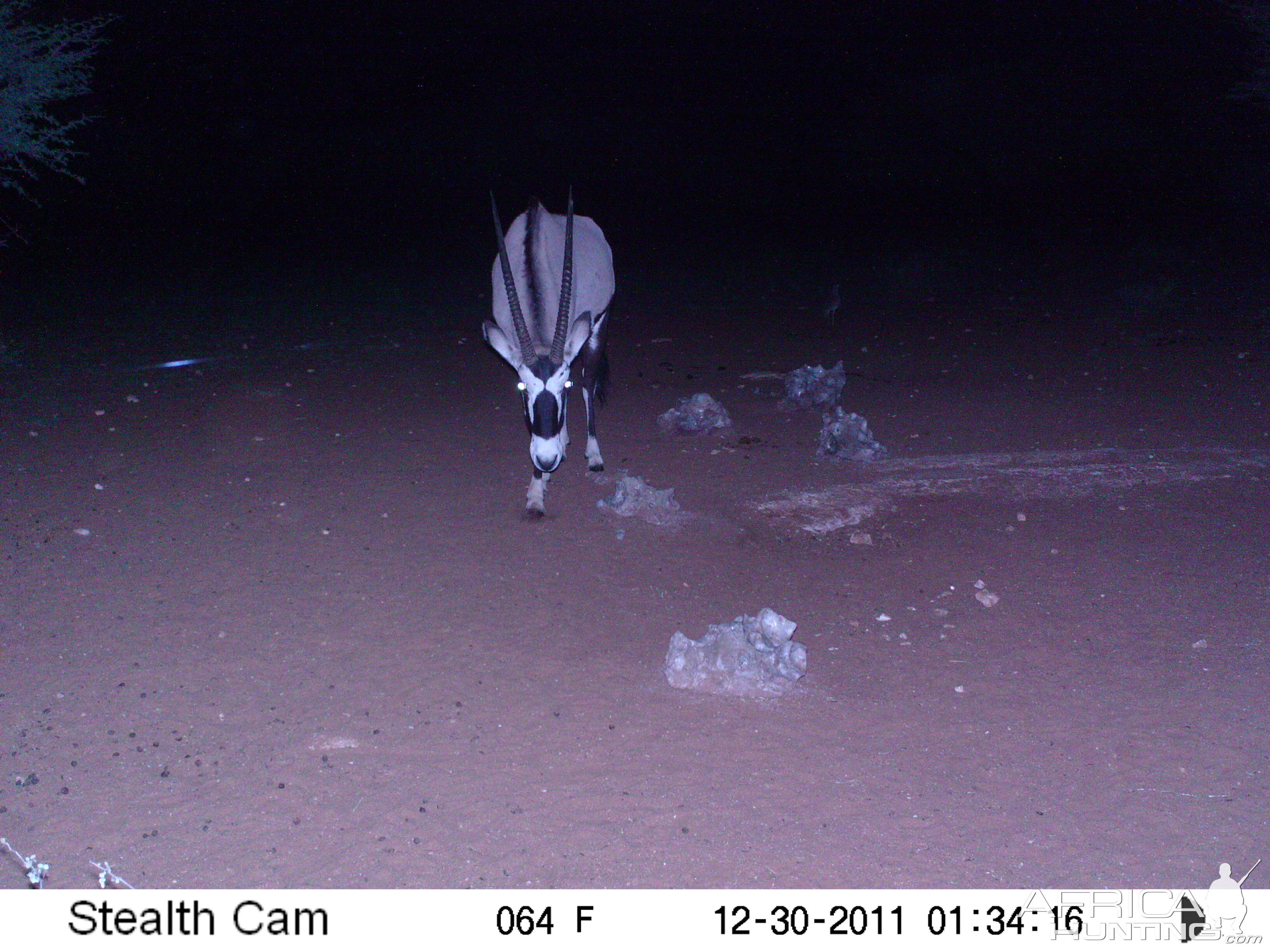 Trail Camera Namibia