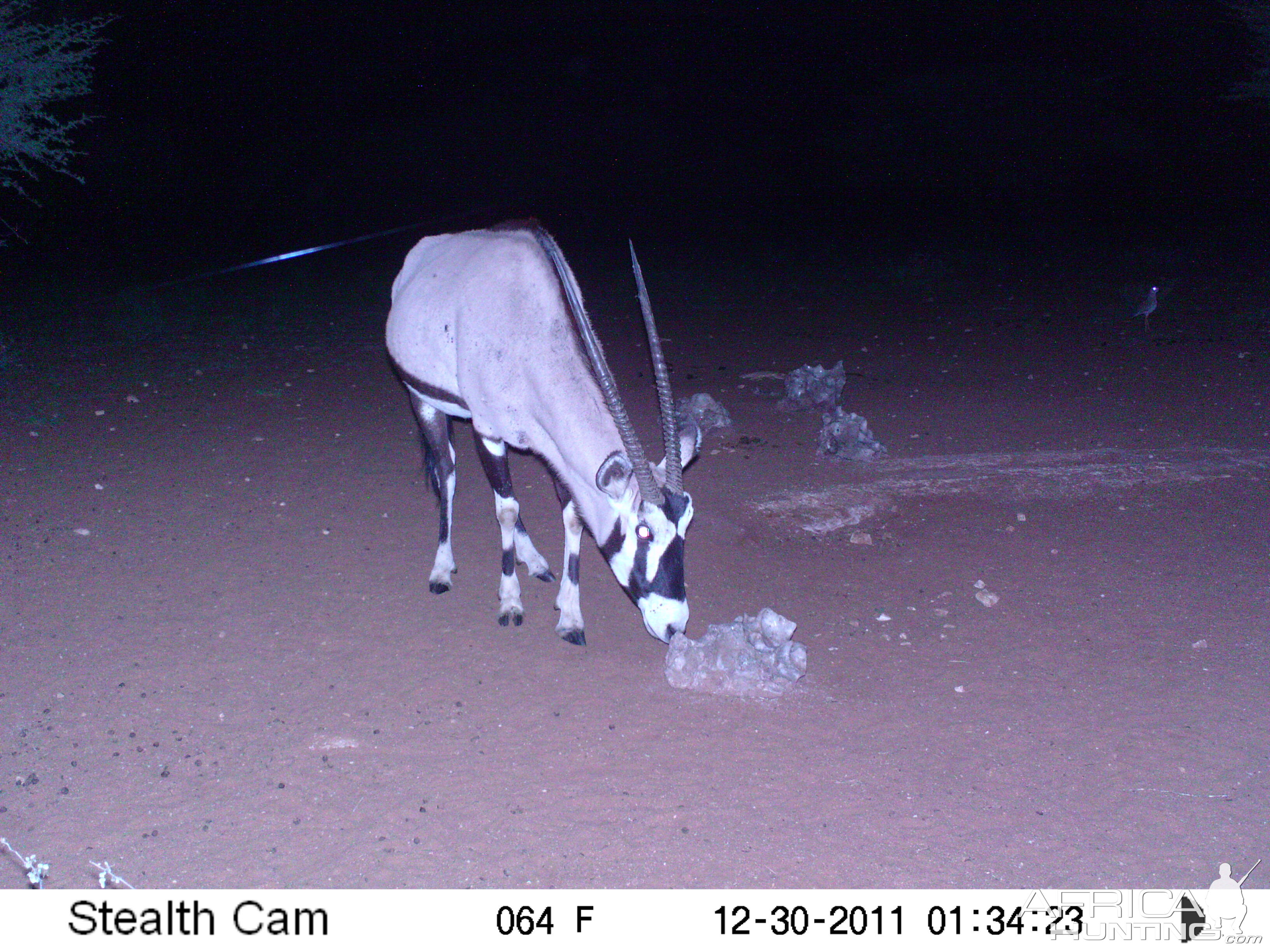 Trail Camera Namibia