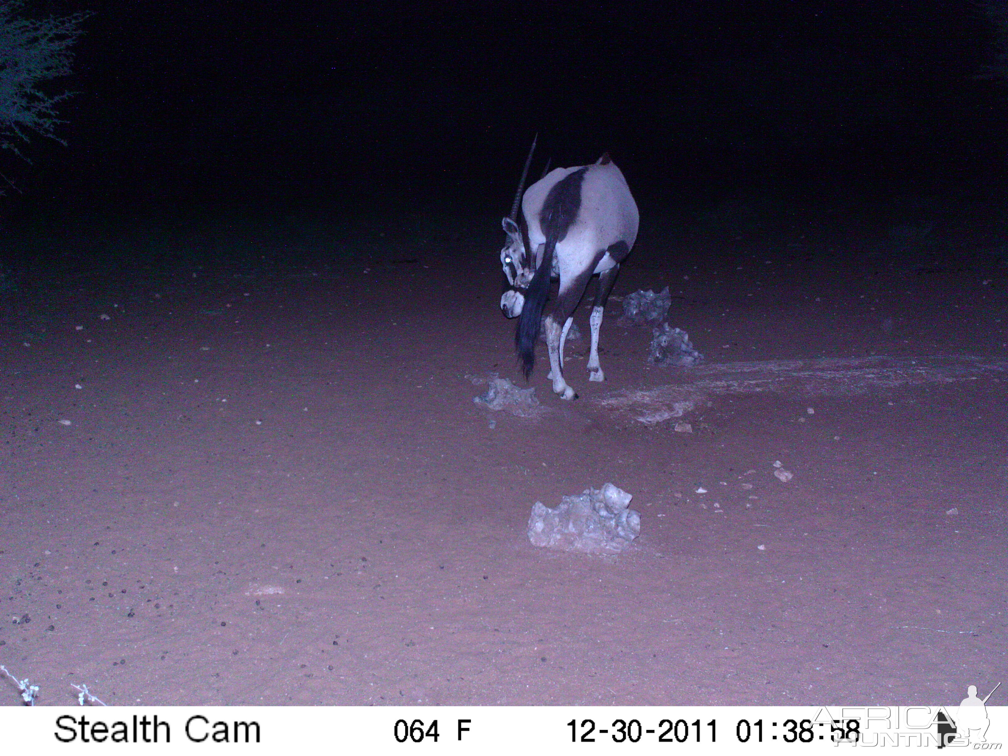 Trail Camera Namibia