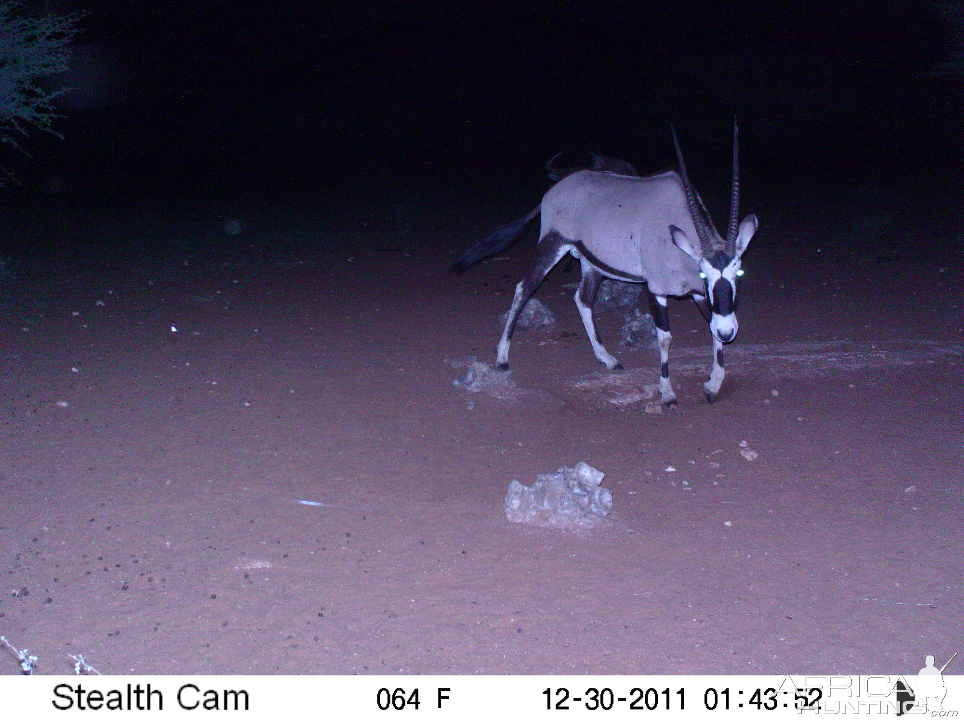 Trail Camera Namibia