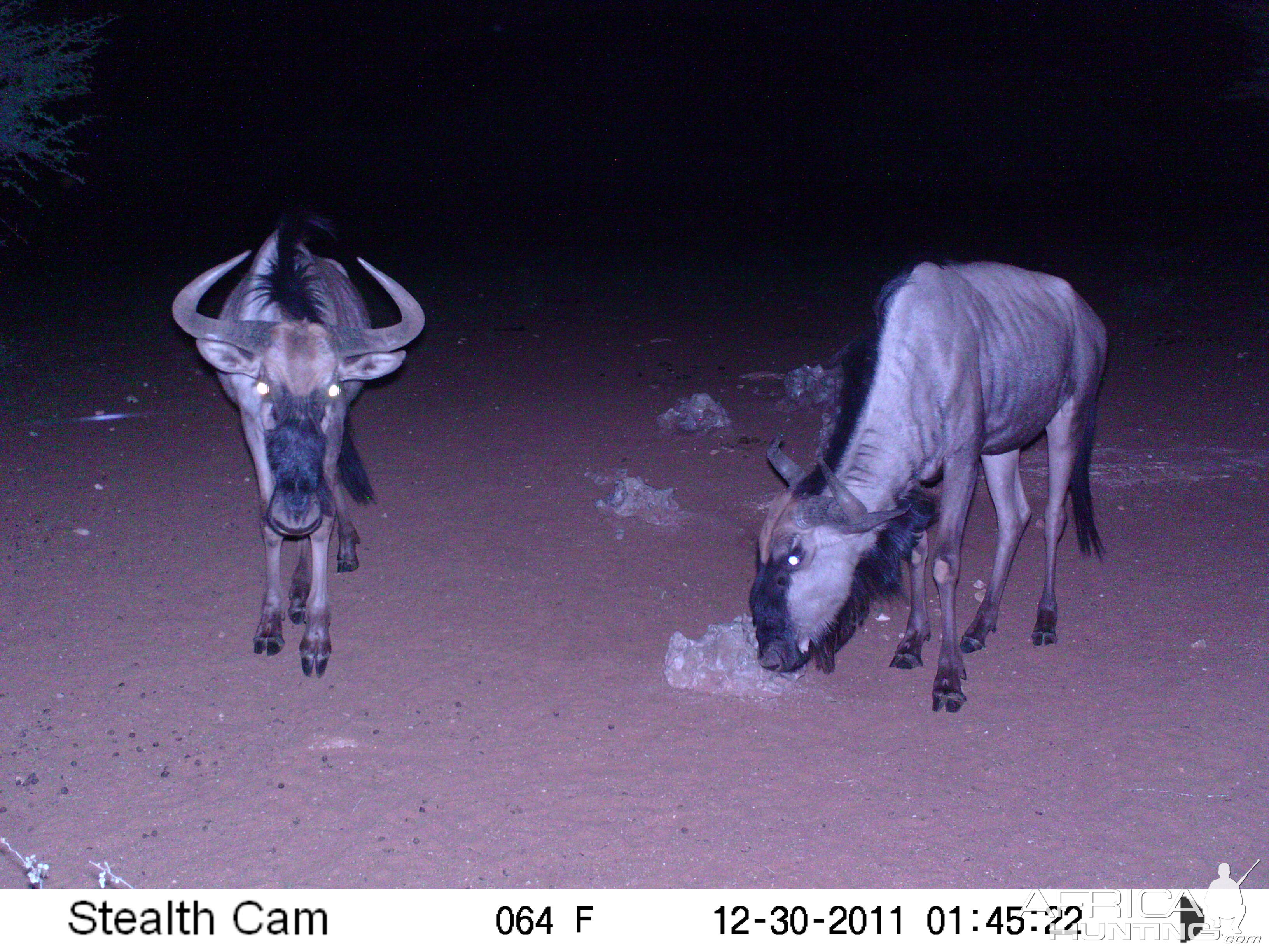 Trail Camera Namibia