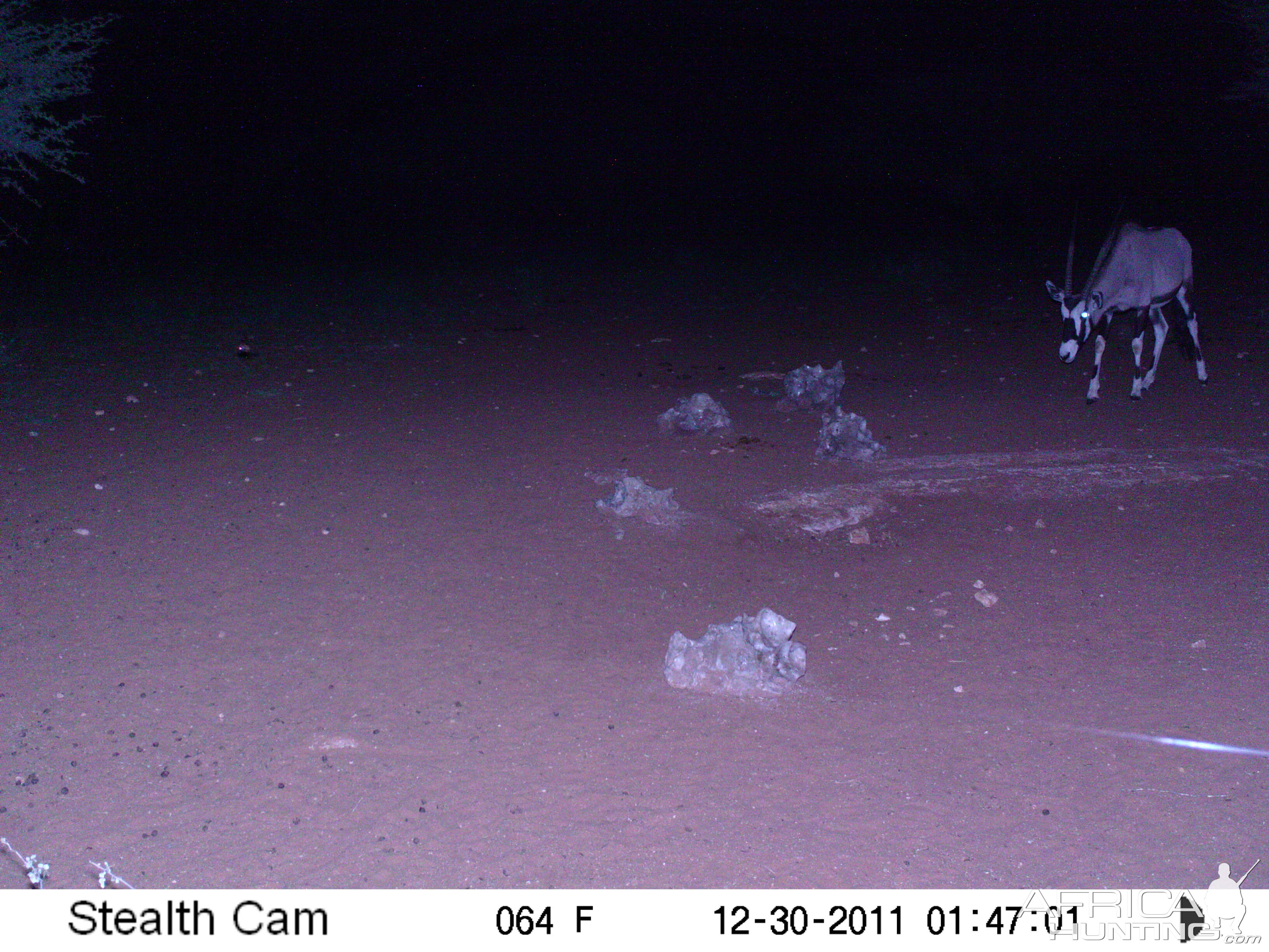 Trail Camera Namibia