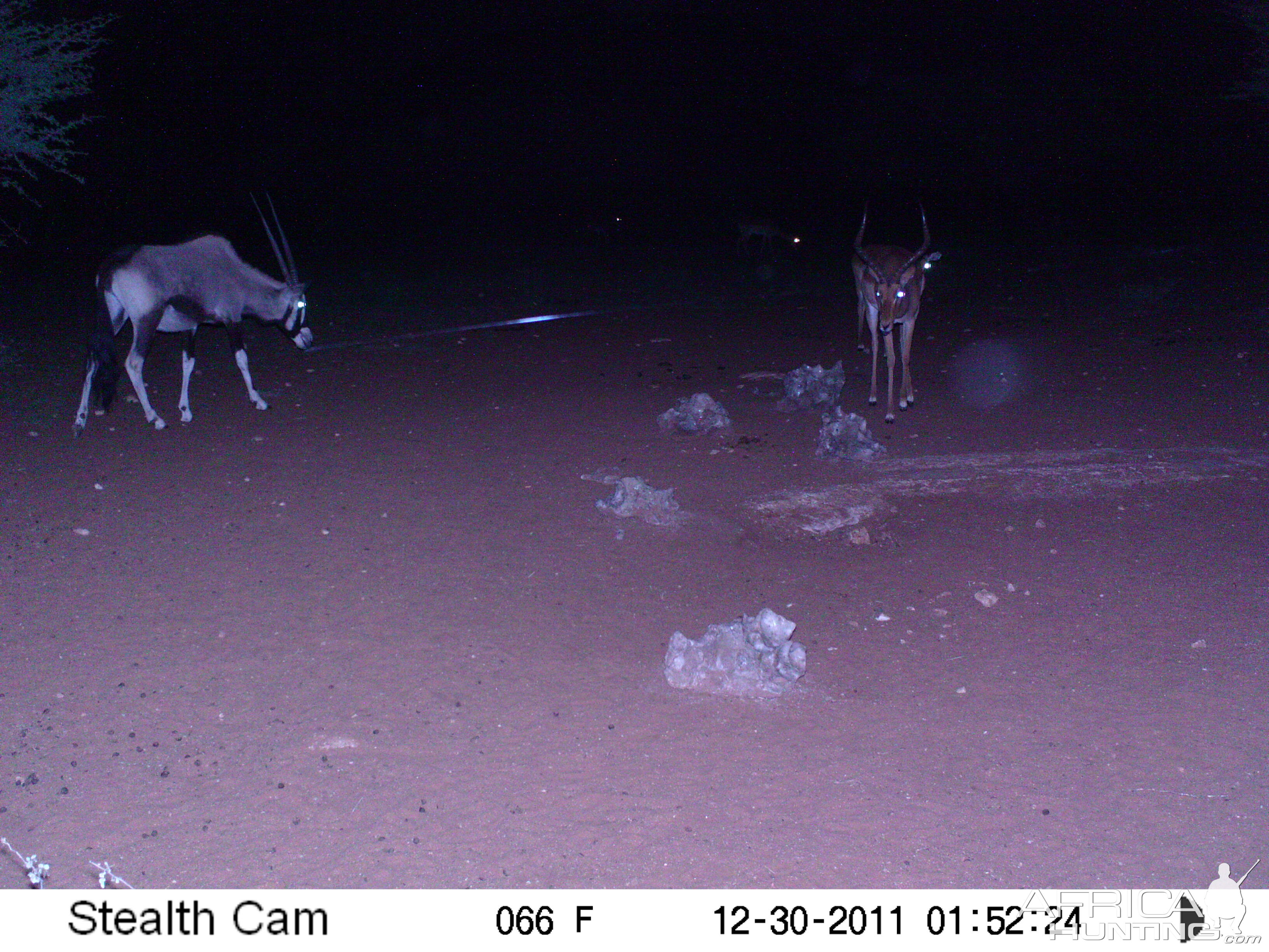 Trail Camera Namibia