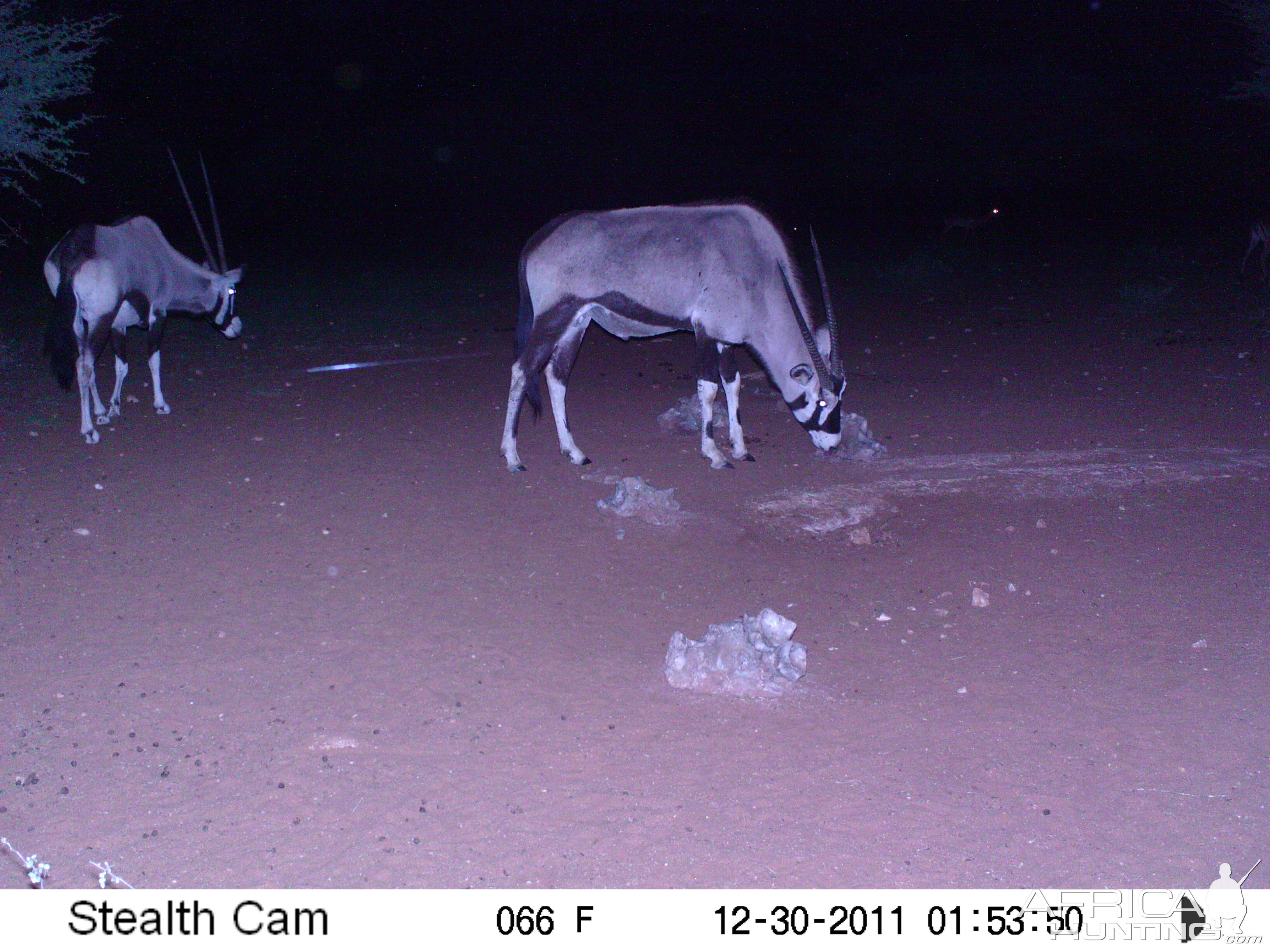 Trail Camera Namibia