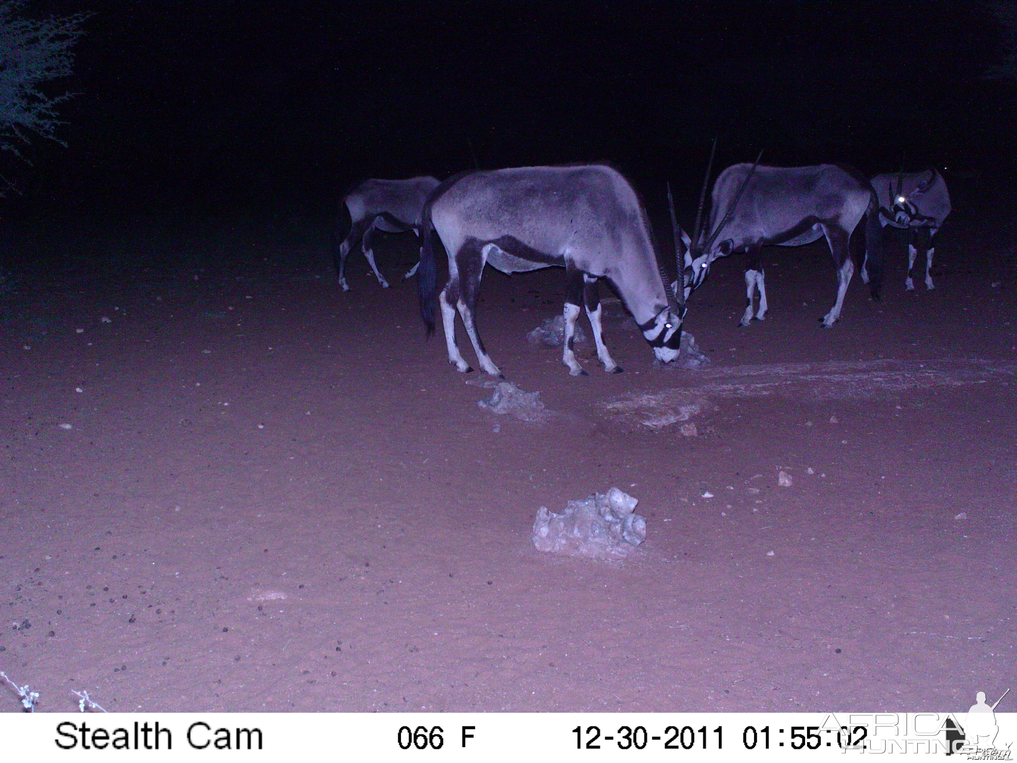 Trail Camera Namibia