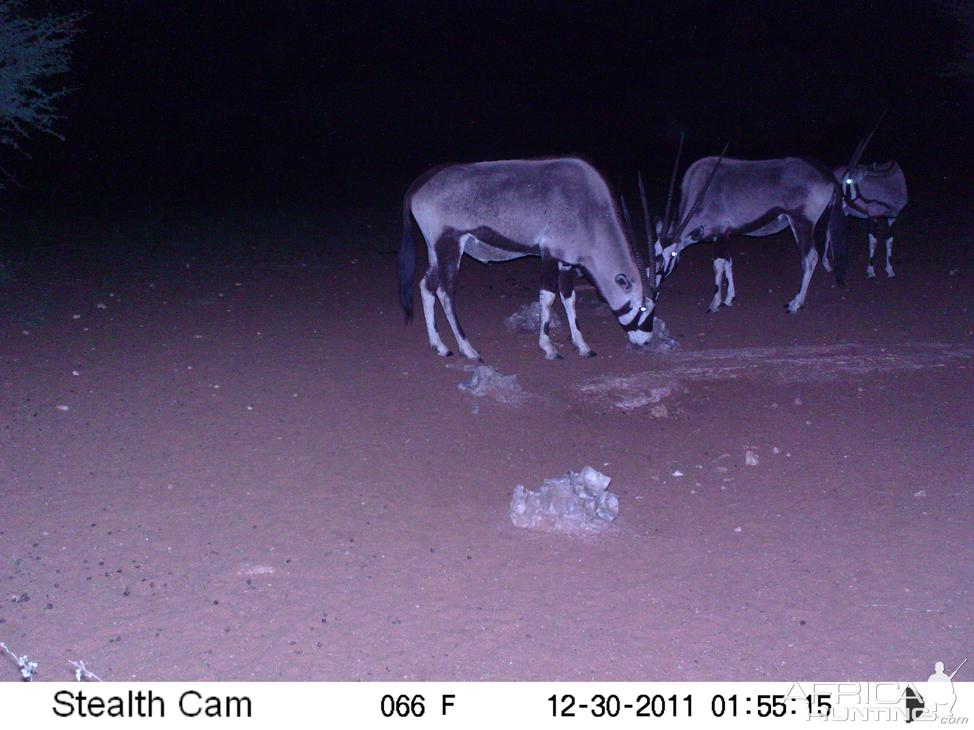 Trail Camera Namibia