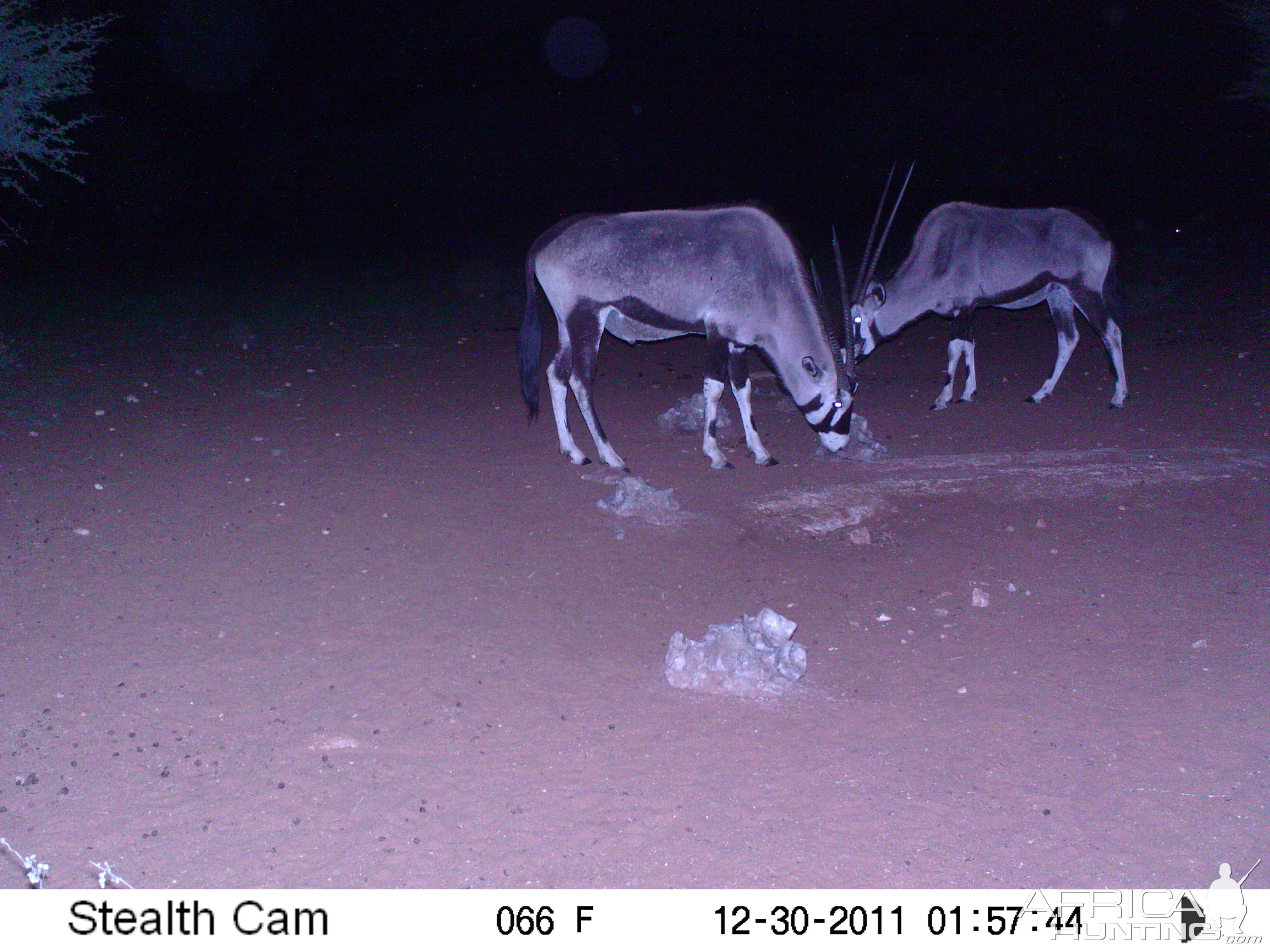 Trail Camera Namibia