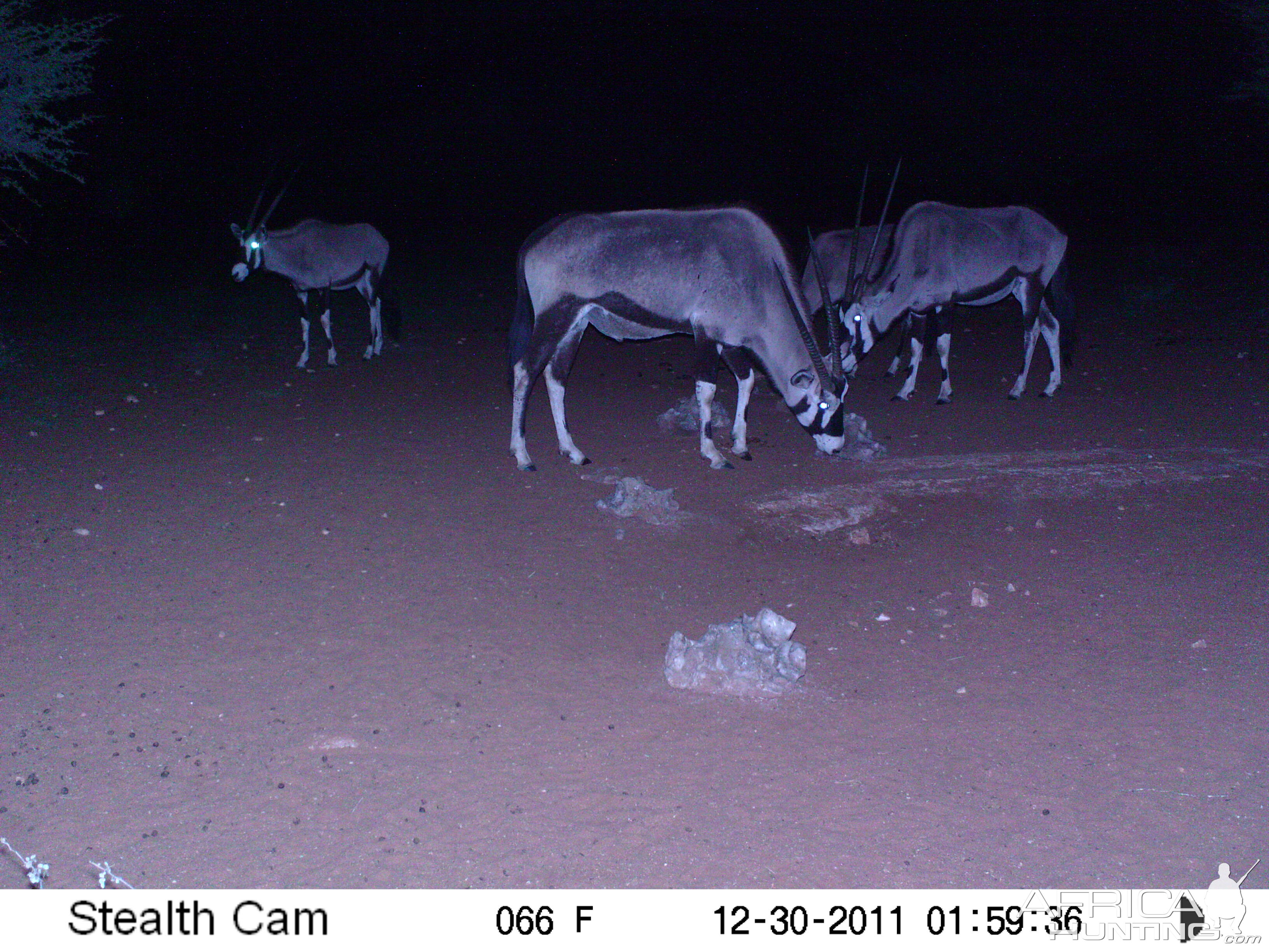 Trail Camera Namibia