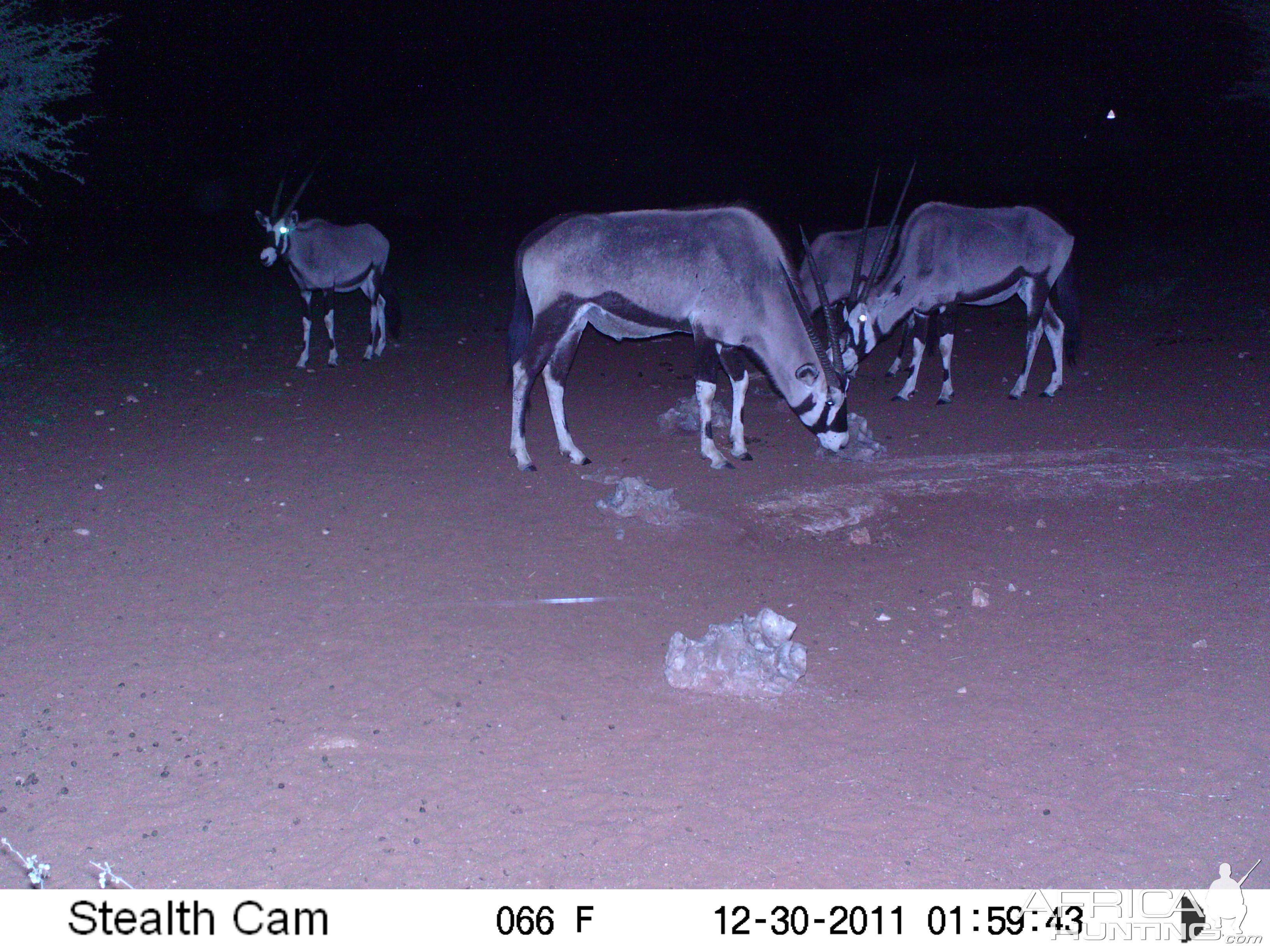 Trail Camera Namibia