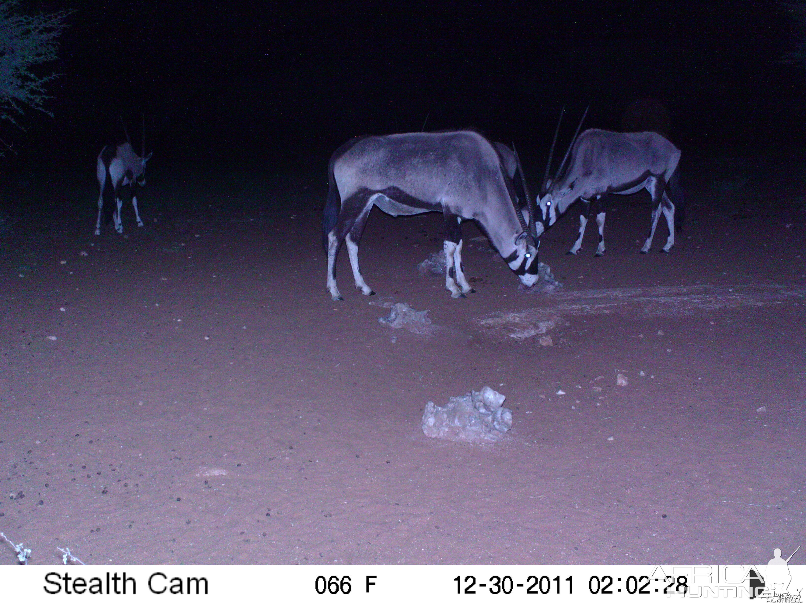 Trail Camera Namibia