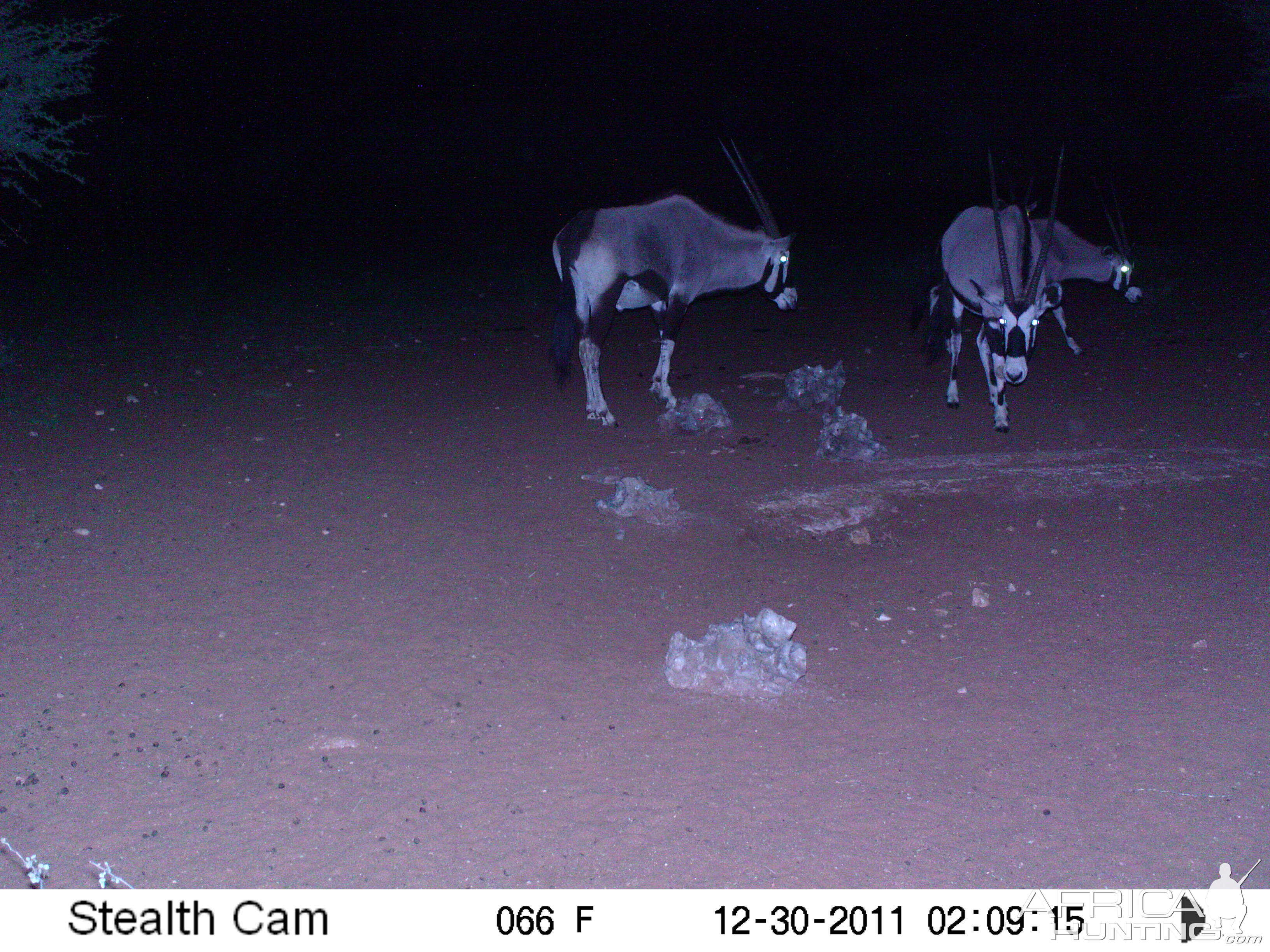 Trail Camera Namibia