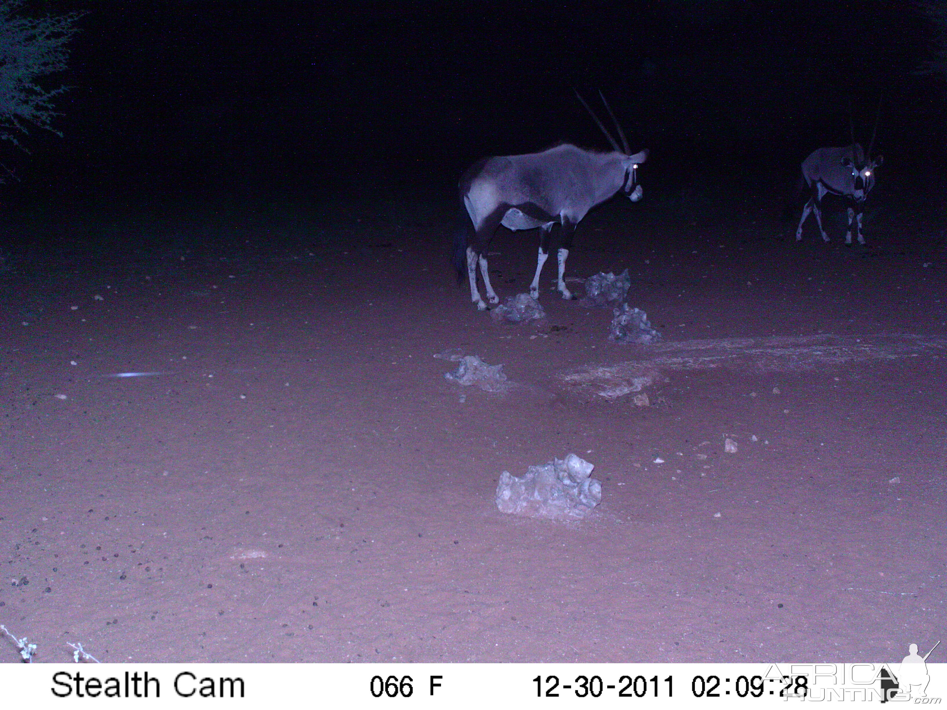 Trail Camera Namibia